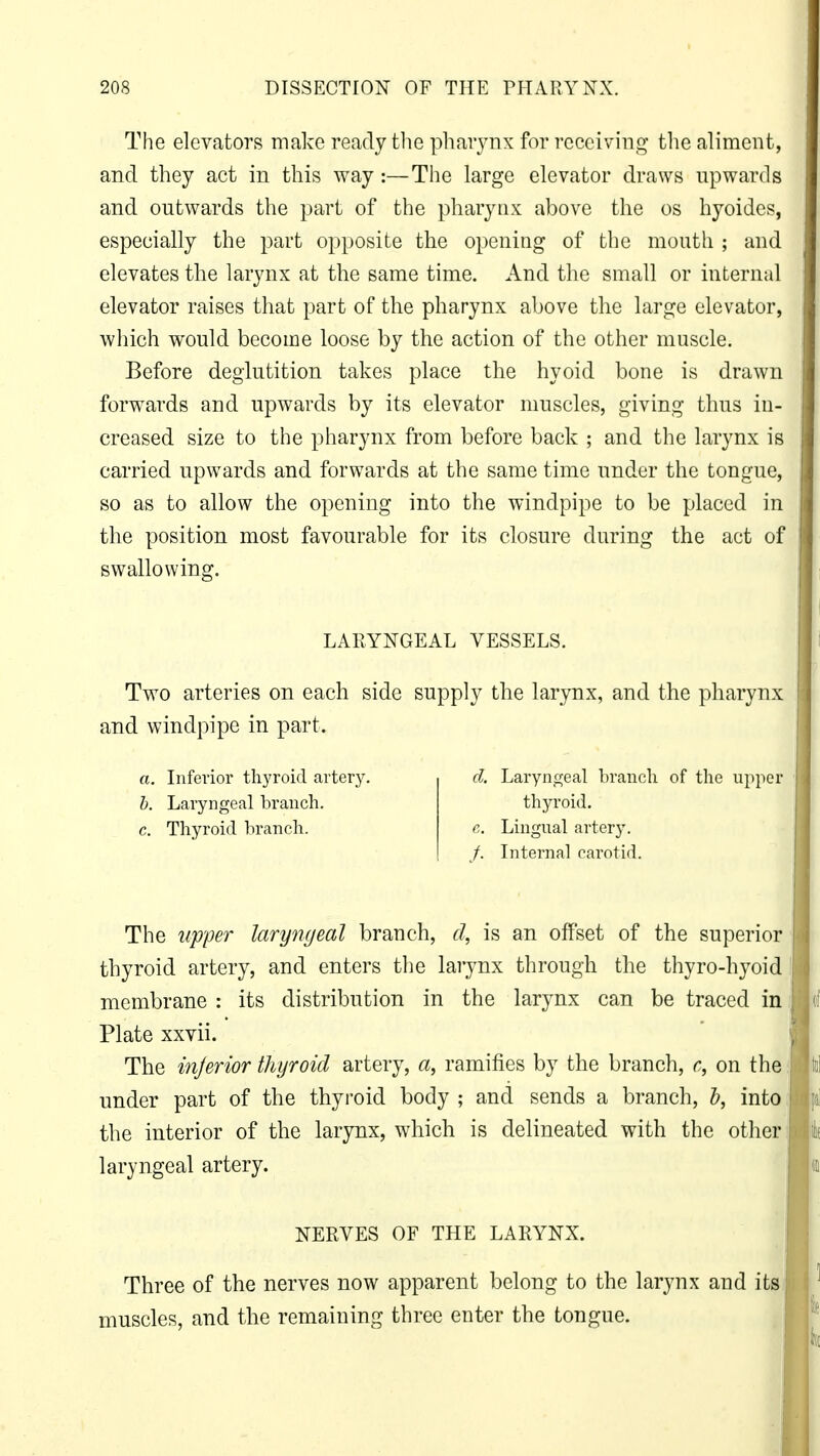 The elevators make ready the pharynx for receiving the aliment, and they act in this way:—The large elevator draws upwards and outwards the part of the pharynx above the os hyoides, especially the part opposite the opening of the mouth ; and elevates the larynx at the same time. And the small or internal elevator raises that part of the pharynx above the large elevator, which would become loose by the action of the other muscle. Before deglutition takes place the hyoid bone is drawn forwards and upwards by its elevator muscles, giving thus in- creased size to the pharynx from before back ; and the larynx is carried upwards and forwards at the same time under the tongue, so as to allow the opening into the windpipe to be placed in the position most favourable for its closure during the act of swallowing. LARYNGEAL VESSELS. Two arteries on each side supply the larynx, and the pharynx and windpipe in part. a. Inferior thyroid artery. b. Laryngeal branch. c. Thyroid branch. d. Laryngeal branch of the upper thyroid. e. Lingual artery. /. Internal carotid. The upper laryngeal branch, d, is an offset of the superior thyroid artery, and enters the larynx through the thyro-hyoid membrane : its distribution in the larynx can be traced in Plate xxvii. The inferior thyroid artery, a, ramifies by the branch, c, on the under part of the thyroid body ; and sends a branch, b, into the interior of the larynx, which is delineated with the other laryngeal artery. NERVES OF THE LARYNX. Three of the nerves now apparent belong to the larynx and its muscles, and the remaining three enter the tongue.