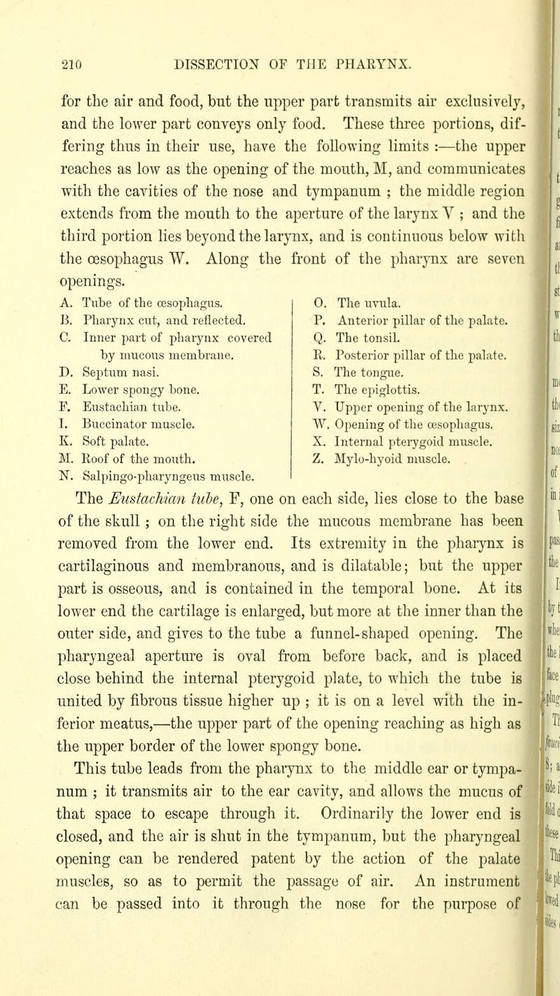 for the air and food, but the upper part transmits air exclusively, and the lower part conveys only food. These three portions, dif- fering thus in their use, have the following limits :—the upper reaches as low as the opening of the mouth, M, and communicates with the cavities of the nose and tympanum ; the middle region extends from the mouth to the aperture of the larynx V ; and the third portion lies beyond the larynx, and is continuous below with the oesophagus W. Along the front of the pharynx are seven openings. A. Tube of the oesophagus. B. Pharynx cut, and reflected. C. Inner part of pharynx covered by mucous membrane. D. Septum nasi. E. Lower spongy bone. F. Eustachian tube. I. Buccinator muscle. K. Soft palate. M. Roof of the mouth. N. Salpingo-pharyngeus muscle. The Eustachian tube, F, one on each side, lies close to the base of the skull; on the right side the mucous membrane has been removed from the lower end. Its extremity in the pharynx is cartilaginous and membranous, and is dilatable; but the upper part is osseous, and is contained in the temporal bone. At its lower end the cartilage is enlarged, but more at the inner than the outer side, and gives to the tube a funnel-shaped opening. The pharyngeal aperture is oval from before back, and is placed close behind the internal pterygoid plate, to which the tube is united by fibrous tissue higher up ; it is on a level with the in- ferior meatus,—the upper part of the opening reaching as high as the upper border of the lower spongy bone. This tube leads from the pharynx to the middle ear or tympa- num ; it transmits air to the ear cavity, and allows the mucus of that space to escape through it. Ordinarily the lower end is closed, and the air is shut in the tympanum, but the pharyngeal opening can be rendered patent by the action of the palate muscles, so as to permit the passage of air. An instrument can be passed into it through the nose for the purpose of 0. The uvula. P. Anterior pillar of the palate. Q. The tonsil. R. Posterior pillar of the palate. S. The tongue. T. The epiglottis. V. Upper opening of the larynx. W. Opening of the oesophagus. X. Internal pterygoid muscle. Z. Mylo-hyoid muscle.
