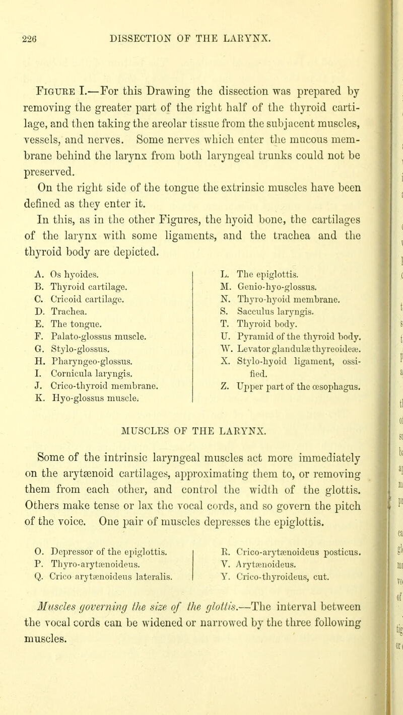 Figure I.—For this Drawing the dissection was prepared by removing the greater part of the right half of the thyroid carti- lage, and then taking the areolar tissue from the subjacent muscles, vessels, and nerves. Some nerves which enter the mucous mem- brane behind the larynx from both laryngeal trunks could not be preserved. On the right side of the tongue the extrinsic muscles have been defined as they enter it. In this, as in the other Figures, the hyoid bone, the cartilages of the larynx with some ligaments, and the trachea and the thyroid body are depicted. A. Os hyoides. B. Thyroid cartilage. C. Cricoid cartilage. D. Trachea. E. The tongue. F. Palato-glossus muscle. G. Stylo-glossus. H. Pharyngeo-glossus. I. Cornicula laryngis. J. Crico-thyroid membrane. K. Hyo-glossus muscle. L. The epiglottis. M. Genio-hyo-glossus. N. Thyro-hyoid membrane. S. Sacculus laryngis. T. Thyroid body. U. Pyramid of the thyroid body. YV. Levator glandtdaethyreoideae. X. Stylo-hyoid ligament, ossi- fied. Z. Upper part of the oesophagus. MUSCLES OF THE LARYNX. Some of the intrinsic laryngeal muscles act more immediately on the arytenoid cartilages, approximating them to, or removing them from each other, and control the width of the glottis. Others make tense or lax the vocal cords, and so govern the pitch of the voice. One pair of muscles depresses the epiglottis. 0. Depressor of the epiglottis. P. Thyro-arytsenoideus. Q. Crico arytaenoideus lateralis. R. Crico-arytamoideus posticus. Y. Arytaenoideus. Y. Crico-thyroideus, cut. Muscles governing the size of the glottis.—The interval between the vocal cords can be widened or narrowed by the three following muscles.