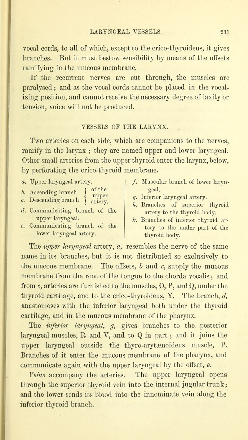 vocal cords, to all of which, except to the crico-thyroideus, it gives branches. But it must bestow sensibility by means of the offsets ramifying in the mucous membrane. If the recurrent nerves are cut through, the muscles are paralysed ; and as the vocal cords cannot be placed in the vocal- izing position, and cannot receive the necessary degree of laxity or tension, voice will not be produced. VESSELS OF THE LARYNX. Two arteries on each side, which are companions to the nerves, ramify in the larynx ; they are named upper and lower laryngeal. Other small arteries from the upper thyroid enter the larynx, below, by perforating the crico-thyroid membrane. /. Muscular branch of lower laryn- geal. g. Inferior laryngeal artery. h. Branches of superior thyroid artery to the thyroid body. k. Branches of inferior thyroid ar- tery to the under part of the thyroid body. a. Upper laryngeal artery. b. Ascending branch ( °^ b 1 upper c. Descending branch i artery. d. Communicating branch of the upper laryngeal. e. Communicating branch of the lower laryngeal artery. The upper laryngeal artery, a, resembles the nerve of the same name in its branches, but it is not distributed so exclusively to the mucous membrane. The offsets, b and c, supply the mucous membrane from the root of the tongue to the chorda vocalis; and from c, arteries are furnished to the muscles, 0, P, and Q, under the thyroid cartilage, and to the crico-thyroideus, Y. The branch, d, anastomoses with the inferior laryngeal both under the thyroid cartilage, and in the mucous membrane of the pharynx. The inferior laryngeal, g, gives branches to the posterior laryngeal muscles, R and V, and to Q in part; and it joins the upper laryngeal outside the thyro-arytsenoideus muscle, P. Branches of it enter the mucous membrane of the pharynx, and communicate again with the upper laryngeal by the offset, e. Veins accompany the arteries. The upper laryngeal opens through the superior thyroid vein into the internal jugular trunk; and the lower sends its blood into the innominate vein along the inferior thyroid branch.