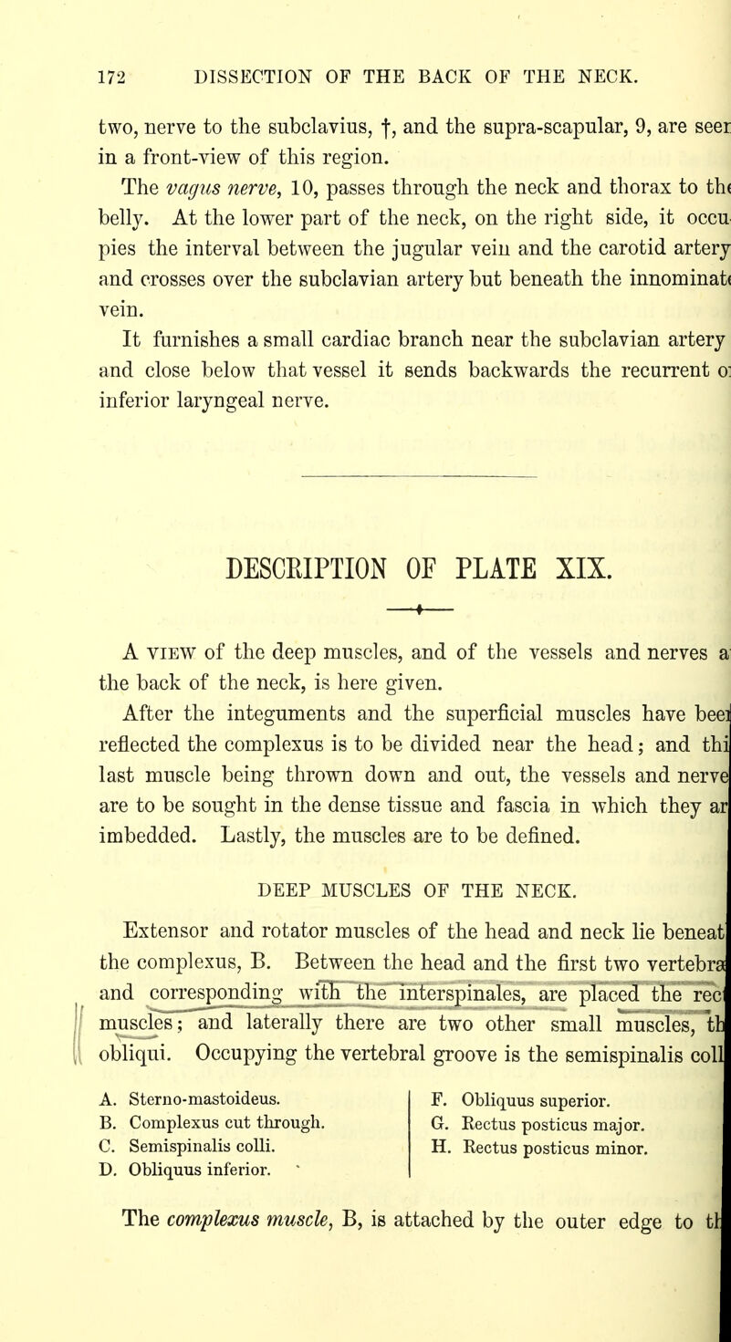 two, nerve to the subclavius, f, and the supra-scapular, 9, are seer in a front-view of this region. i The vagus nerve, 10, passes through the neck and thorax to th( belly. At the lower part of the neck, on the right side, it occu pies the interval between the jugular vein and the carotid artery and crosses over the subclavian artery but beneath the innominati vein. It furnishes a small cardiac branch near the subclavian arteryi and close below that vessel it sends backwards the recurrent o: inferior laryngeal nerve. DESCEIPTION OF PLATE XIX. 1 ^ A VIEW of the deep muscles, and of the vessels and nerves a the back of the neck, is here given. After the integuments and the superficial muscles have beei reflected the complexus is to be divided near the head; and thi last muscle being thrown down and out, the vessels and nerve are to be sought in the dense tissue and fascia in which they ar imbedded. Lastly, the muscles are to be defined. DEEP MUSCLES OF THE NECK. Extensor and rotator muscles of the head and neck lie beneat the complexus, B. Between the head and the first two vertebra and corresponding with the interspinales, are placed the rec muscles; and laterally there are two other small muscles, th obliqui. Occupying the vertebral groove is the semispinalis coll A. Sterno-mastoideus. B. Complexus cut through, C. Semispinalis colli. D. Obliquus inferior. F. Obliquus superior. G. Rectus posticus major. H. Rectus posticus minor. The complexus muscle, B, is attached by the outer edge to