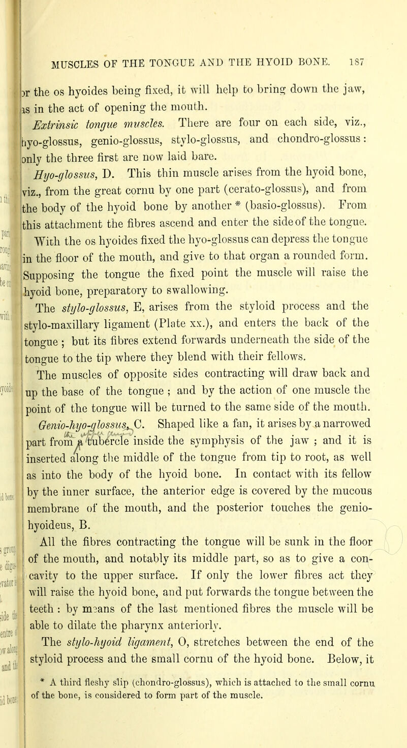 3r the OS hyoides being fixed, it will help to brins: down the jaw, IS in the act of opening the mouth. Extrinsic tongue muscles. There are four on each side, viz., hyo-glossus, genio-glossus, stylo-glossus, and chondro-glossus: only the three first are now laid bare. ! Hyo-glossus, D. This thin muscle arises from the hyoid bone, viz., from the great cornu by one part (cerato-glossus), and from the body of the hyoid bone by another * (basio-glossus). From this attachment the fibres ascend and enter the side of the tongue. With the OS hyoides fixed the hyo-glossus can depress the tongue in the floor of the mouth, and give to that organ a rounded form, I Supposing the tongue the fixed point the muscle will raise the I hyoid bone, preparatory to swallowing. j The stylo-glossus, E, arises from the styloid process and the ! stylo-maxillary ligament (Plate xx.), and enters the back of the tongue ; but its fibres extend forwards underneath the side of the tongue to the tip where they blend with their fellows. The muscles of opposite sides contracting will draw back and up the base of the tongue ; and by the action of one muscle the point of the tongue will be turned to the same side of the moutii. Gemo-hyo-glossus,, G. Shaped like a fan, it arises by a narrowed part from a tubercle inside the symphysis of the jaw ; and it is inserted along the middle of the tongue from tip to root, as well as into the body of the hyoid bone. In contact with its fellow by the inner surface, the anterior edge is covered by the mucous membrane of the mouth, and the posterior touches the genio- hyoideus, B. All the fibres contracting the tongue will be sunk in the floor of the mouth, and notably its middle part, so as to give a con,- j cavity to the upper surface. If only the lower fibres act they will raise the hyoid bone, and put forwards the tongue between the teeth : by m^ans of the last mentioned fibres the muscle will be able to dilate the pharynx anteriorly. The stylo-hyoid ligament, 0, stretches between the end of the styloid process and the small cornu of the hyoid bone. Below, it * A third fleshy slip (chondro-glossus), which is attached to the small cornu of the bone, is considered to form part of the muscle.