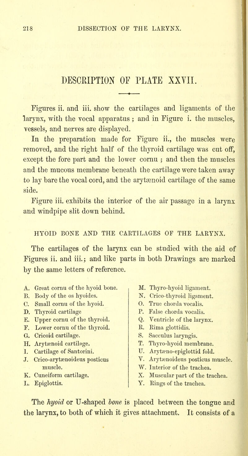 DESCRIPTION OF PLATE XXVII. Figures ii. and iii. show the cartilages and ligaments of the larynx, with the Yocal apparatus ; and in Figure i. the muscles, vessels, and nerves are displayed. In the preparation made for Figure ii., the muscles were removed, and the right half of the thyroid cartilage was cut off, except the fore part and the lower cornu ; and then the muscles and the mucous membrane beneath the cartilage were taken away to lay bare the vocal cord, and the arytsenoid cartilage of the same side. Figure iii. exhibits the interior of the air passage in a larynx and windpipe slit down behind. HYOID BONE AND THE CARTILAGES OF THE LARYNX. The cartilages of the larynx can be studied with the aid of Figures ii. and iii.; and like parts in both Drawings are marked by the same letters of reference. A. Great cornu of the hyoid bone. B. Body of the os hyoides. C. Small cornu of the hyoid, D. Thyroid cartilage E. Upper cornu of the thyroid. F. Lower cornu of the thyroid. G. Cricoid cartilage. H. Arytaenoid cartilage. I. Cartilage of Santorini. J. Crico-arytaenoideus posticus muscle. K. Cuneiform cartilage. L. Epiglottis. M. Thyro-hyoid ligament. N. Crico-thyroid ligament, 0. True chorda vocalis, P. False chorda vocalis. Q. Ventricle of the larynx. R. Rima glottidis. S. Sacculus laryngis. T. Thyi-o-hyoid membrane. U. Arytaeno-epiglottid fold. V. Arytfenoideus posticus muscle. W. Interior of the trachea. X. Muscular part of the trachea. Y. Rings of the trachea. The hyoid or U-shaped lone is placed between the tongue and the larynx, to both of which it gives attachment. It consists of a