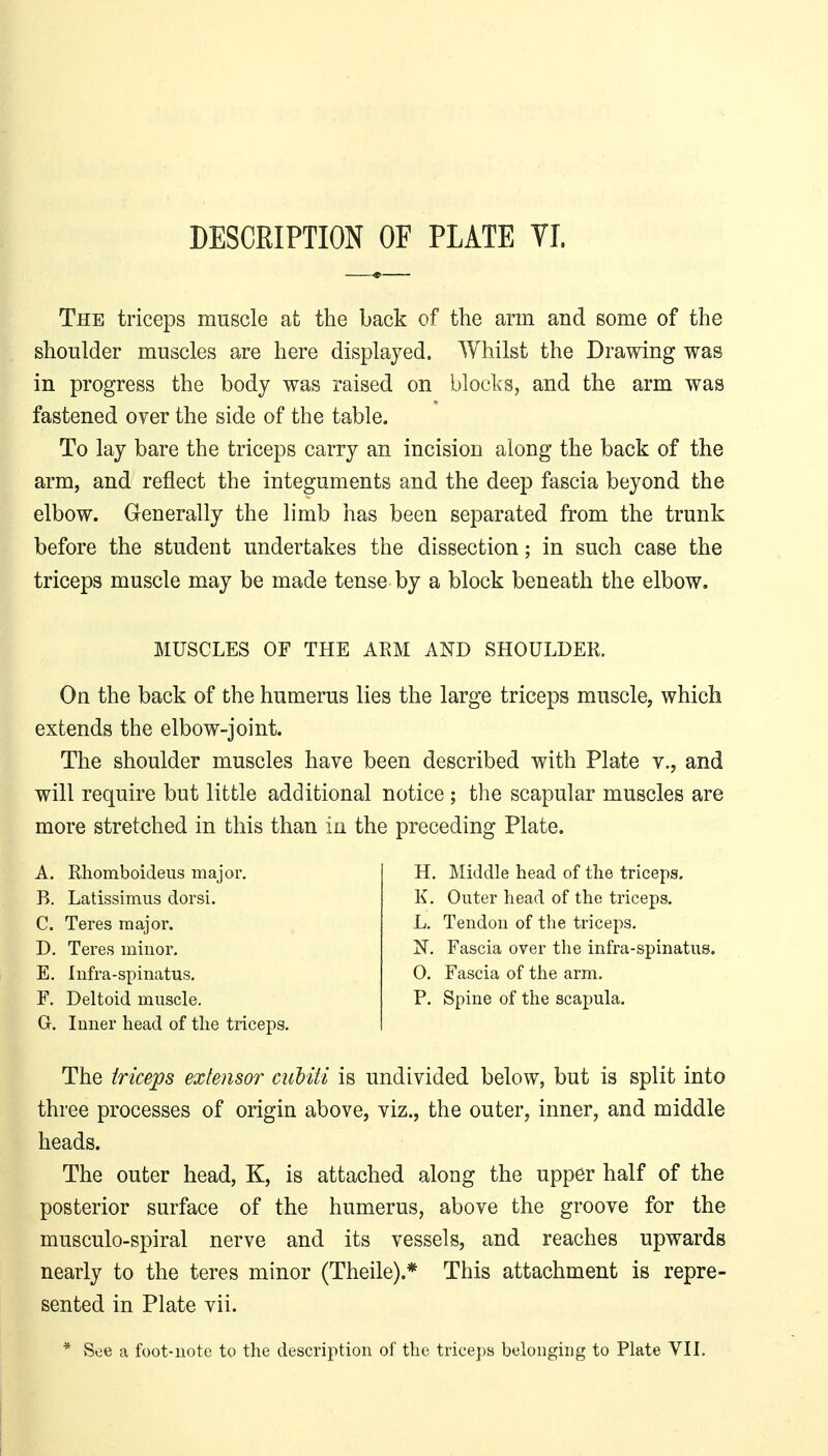 DESCRIPTION OF PLATE YI. The triceps muscle at the back of the arm and some of the shoulder muscles are here displayed. Whilst the Drawing was in progress the body was raised on blocks, and the arm was fastened over the side of the table. To lay bare the triceps carry an incision along the back of the arm, and reflect the integuments and the deep fascia beyond the elbow. Generally the limb has been separated from the trunk before the student undertakes the dissection; in such case the triceps muscle may be made tense by a block beneath the elbow. MUSCLES OF THE ARM AND SHOULDER. On the back of the humerus lies the large triceps muscle, which extends the elbow-joint. The shoulder muscles have been described with Plate v., and will require but little additional notice; the scapular muscles are more stretched in this than in the preceding Plate. A. Rhomboideus major. B. Latissimus dorsi. C. Teres major. D. Teres minor. E. Infra-spinatus. F. Deltoid muscle. G. Inner head of the triceps. H. Middle head of the triceps. K. Outer head of the triceps. L. Tendon of the triceps. ]S[. Fascia over the infra-spinatus. 0. Fascia of the arm. P. Spine of the scapula. The triceps extensor ciibiti is undivided below, but is split into three processes of origin above, viz., the outer, inner, and middle heads. The outer head, K, is attached along the upper half of the posterior surface of the humerus, above the groove for the musculo-spiral nerve and its vessels, and reaches upwards nearly to the teres minor (Theile).* This attachment is repre- sented in Plate vii. * See a foot-note to the description of the triceps belonging to Plate VIL