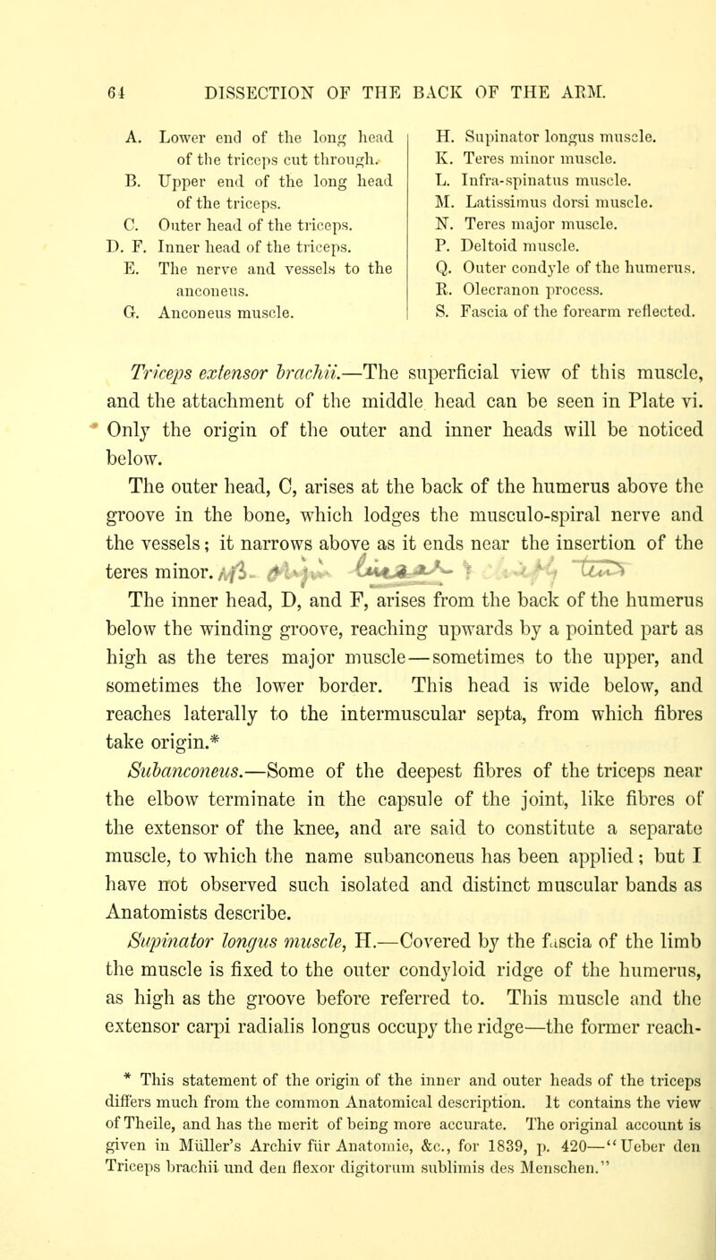 D. F. Inner head of the triceps. E. The nerve and vessels to the G. Anconeus muscle. of the triceps. C. Outer head of the triceps. of the triceps cut throuf:fh. B. Upper end of the long head A. Lower end of the long head anconeus. H. Supinator longus muscle. K. Teres minor muscle. L. Infra-spinatus muscle. M. Latissimus dorsi muscle. N. Teres major muscle. P. Deltoid muscle. Q. Outer condyle of the humerus. R. Olecranon process. S. Fascia of the forearm reflected. Triceps extensor hrachii.—The superficial view of this muscle, and the attachment of the middle head can be seen in Plate vi. * Only the origin of the outer and inner heads will be noticed below. The outer head, C, arises at the back of the humerus above the groove in the bone, which lodges the musculo-spiral nerve and the vessels; it narrows above as it ends near the insertion of the teres minor. /./':• --^ ■ ' / The inner head, D, and F, arises from the back of the humerus below the winding groove, reaching upwards by a pointed part as high as the teres major muscle—sometimes to the upper, and sometimes the lower border. This head is wide below, and reaches laterally to the intermuscular septa, from which fibres take origin.* StiMnconeus.—Some of the deepest fibres of the triceps near the elbow terminate in the capsule of the joint, like fibres of the extensor of the knee, and are said to constitute a separate muscle, to which the name subanconeus has been applied; but I have not observed such isolated and distinct muscular bands as Anatomists describe. Supinator longus muscle, H.—Covered by the fascia of the limb the muscle is fixed to the outer condyloid ridge of the humerus, as high as the groove before referred to. This muscle and the extensor carpi radialis longus occupy the ridge—the former reach- * This statement of the origin of the inner and outer heads of the triceps differs much from the common Anatomical description. It contains the view of Theile, and has the merit of being more accurate. The original account is given in Miiller's Archiv fiir Anatomic, &c., for 1839, p. 420— Ueber den Triceps brachii und den flexor digitorum sublimis des Mcnschen.