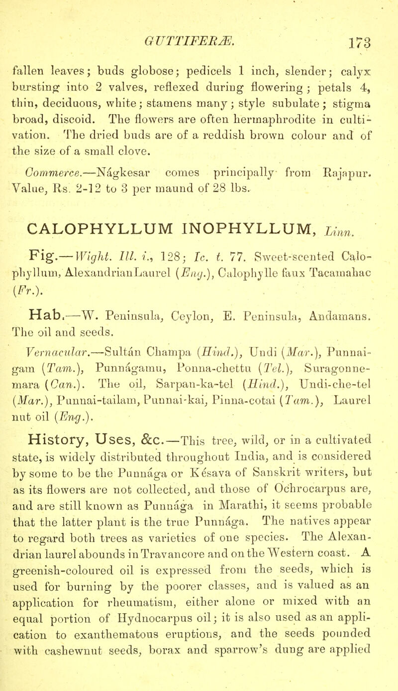 fallen leaves; buds globose; pedicels 1 inch, slender; calyx bursting into 2 valves, reflexed during flowering ; petals 4, thin, deciduous, white; stamens many; style subulate; stigma broad, discoid. The flowers are often hermaphrodite in culti- vation. The dried buds are of a reddish brown colour and of the size of a small clove. Commerce.—Nagkesar comes principally from Rajapur. Value, Rs 2-12 to 3 per maund of 28 lbs. CALOPHYLLUM INOPHYLLUM, Linn, Fig—Wight, III. i:, 128; Ic. t, 77. Sweet-scented Calo- phyllum, AlexanclrianLaurel (Eng.), Calophylle faux Tacamahac (Fr.). Hab,—W. Peninsula, Ceylon, E, Peninsula, Andainans. The oil and seeds. Vernacular.-—Sultan Champa (Hind.), Undi (Mar.), Punnai- gam (Tarn.), Punnagainu, Ponna-chettu (Tel.), Suragonne- mara (Can.). The oil, Sarpan-ka-tel (Hind.), Undi-che-tel (Mar.), Punnai-tailam, Puunai-kai, Pinna-cotai (Tarn.), Laurel nut oil (Eng.). History, Uses, &C.—This tree, wild, or in a cultivated state, is widely distributed throughout India, and is considered by some to be the Punnaga or Kesava of Sanskrit writers, but as its flowers are not collected, and those of Ochrocarpus are, and are still known as Punnaga in Marathi, it seems probable that the latter plant is the true Punnaga. The natives appear to regard both trees as varieties of one species. The Alexan- drian laurel abounds in Travancore and on the Western coast. A greenish-coloured oil is expressed from the seeds, which is used for burning by the poorer classes, and is valued as an application for rheumatism, either alone or mixed with an equal portion of Hydnocarpus oil; it is also used as an appli- cation to exanthematous eruptions, and the seeds pounded with cashewnut seeds, borax and sparrow's dung are applied