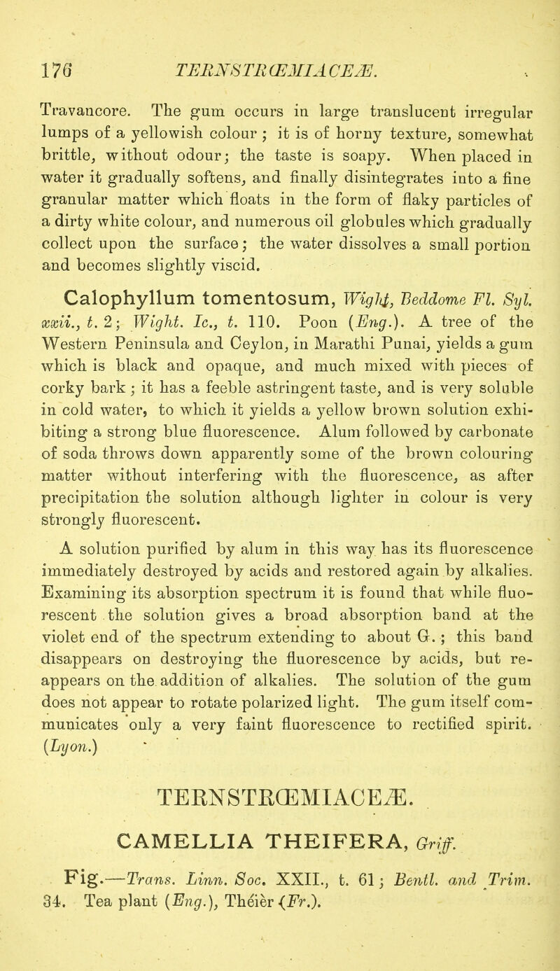 TVavancore. The gum occurs in large translucent irregular lumps of a yellowish colour ; it is of horny texture, somewhat brittle, without odour; the taste is soapy. When placed in water it gradually softens, and finally disintegrates into a fine granular matter which floats in the form of flaky particles of a dirty white colour, and numerous oil globules which gradually collect upon the surface; the water dissolves a small portion and becomes slightly viscid. Calophyllum tomentosum, WigU, Beddome Fl. Syl xxii.y t.2; Wight. Ic, t. 110. Poon [Eng.). A tree of the Western Peninsula and Ceylon, in Marathi Punai, yields a gum which is black and opaque, and much mixed with pieces of corky bark; it has a feeble astringent taste, and is very soluble in cold water, to which it yields a yellow brown solution exhi- biting a strong blue fluorescence. Alum followed by carbonate of soda throws down apparently some of the brown colouring matter without interfering with the fluorescence, as after precipitation the solution although lighter in colour is very strongly fluorescent. A solution purified by alum in this way has its fluorescence immediately destroyed by acids and restored again by alkalies. Examining its absorption spectrum it is found that while fluo- rescent the solution gives a broad absorption band at the violet end of the spectrum extending to about G.; this band disappears on destroying the fluorescence by acids, but re- appears on the addition of alkalies. The solution of the gum does not appear to rotate polarized light. The gum itself com- municates only a very faint fluorescence to rectified spirit. {Lyon.) TERN STR(E MI AC E M. CAMELLIA THEIFERA, Griff. Fig.—Trans. Linn. Soc. XXII., t. 61; Bentl. and Trim. 34. Tea plant (Eng.), TMer <fr.).