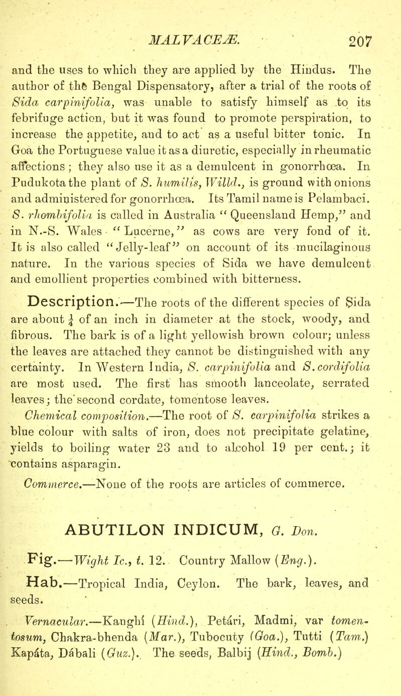 and the uses to which they are applied by the Hindus. The author of the Bengal Dispensatory, after a trial of the roots of Sida carpinifolia, was unable to satisfy himself as .to its febrifuge action, but it was found to promote perspiration, to increase the appetite, and to act as a useful bitter tonic. In Goa the Portuguese value it as a diuretic, especially in rheumatic affections ; they also use it as a demulcent in gonorrhoea. In Pudukotathe plant of S. humilis, Willd., is ground with onions and administered for gonorrhoea. Its Tamil name is Pelambaci. 8. rhomhifolia is called in Australia  Queensland Hemp/' and in N.-S. Wales  Lucerne, as cows are very fond of it. It is also called  Jelly-leaf39 on account of its mucilaginous nature. In the various species of Sida we have demulcent and emollient properties combined with bitterness. Description.—The roots of the different species of Sida are about | of an inch in diameter at the stock, woody, and fibrous. The bark is of a light yellowish brown colour; unless the leaves are attached they cannot be distinguished with any certainty. In Western India, 8. carpinifolia and S.cordifolia are most used. The first has smooth lanceolate, serrated leaves; the'second cordate, tomentose leaves. Chemical composition.—The root of 8. carpinifolia strikes a blue colour with salts of iron, does not precipitate gelatine, yields to boiling water 23 and to alcohol 19 per cent.; it contains asparagin. Commerce.—None of the roots are articles of commerce. ABUTILON INDICUM, G. Don. Fig.—Wight Ic, t. 12. Country Mallow (Eng.). Hab.—Tropical India, Ceylon. The bark, leaves, and seeds. Vernacular.—Kanghi (Hind.), Petari, Madmi, var tomen- tosum, Chakra-bhenda (Mar.), Tubocuty (Goa.), Tutti (Tarn.) Kapata, Dabali (Guz.). The seeds, Balbij (Hind., Bomb.)