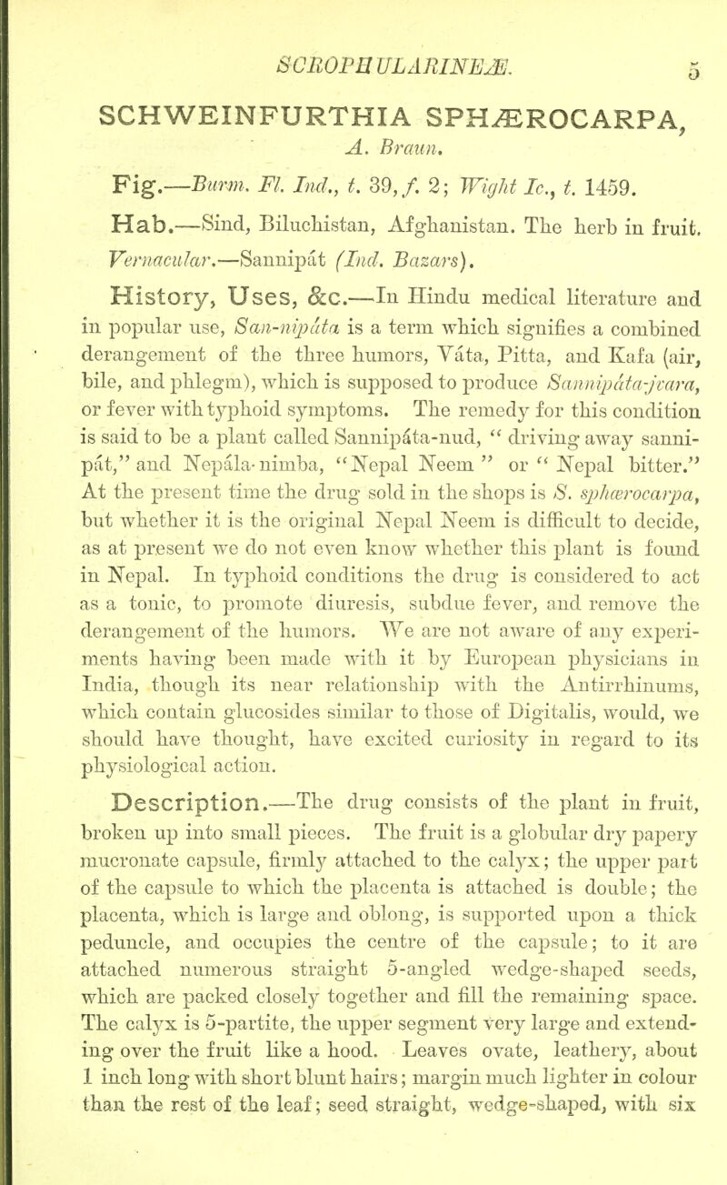 SCBOPB ULARINE^. SCHWEINFURTHIA SPH^ROCARPA, A, Br aim, ¥ig,—Burm. Fl. Inch, t, 39,/. 2; Wight Ic, t. 1459. Hab.—Sind, Biluchistan, Afghanistan. Tlie herb in fruit. Vernacular.—Sannipat (Ind. Bazars), History, Uses, &C.—In Hindu medical literature and in popular use, San-niputa is a term which signifies a combined derangement of the three humors, Yata, Pitta, and Kafa (air, bile, and phlegm), which is supposed to produce ^annipcda-jmra, or fever with typhoid symptoms. The remedy for this condition is said to be a plant called Sannipata-nud,  driving away sanni- pat, and Kepala-nimba, ''JN'epal Neem  or JN'epal bitter. At the present time the drug sold in the shops is S. sj^hcerocarpaf but whether it is the original Nepal N'eem is difficult to decide, as at present we do not even know whether this plant is found in N'epal. In typhoid conditions the drug is considered to act as a tonic, to promote diuresis, subdue fever, and remove the derangement of the humors. We are not aware of any experi- m.ents having been made with it by European physicians in India, though its near relationship with the Antirrhinums, which contain glucosides similar to those of Digitalis, would, we should have thought, have excited curiosity in regard to its physiological action. Description.—The drug consists of the plant in fruit, broken up into small pieces. The fruit is a globular dry papery mucronate capsule, firmly attached to the calyx; the upper j^art of the caj)sule to which the placenta is attached is double; the placenta, which is large and oblong, is supported upon a thick peduncle, and occupies the centre of the capsule; to it are attached numerous straight 5-angled wedge-shaped seeds, which are packed closely together and fill the remaining space. The calyx is 5-partite, the upper segment very large and extend- ing over the fruit like a hood. Leaves ovate, leathery, about 1 inch long with short blunt hairs; margin much lighter in colour than the rest of the leaf; seed straight, wedge-shaped, with six