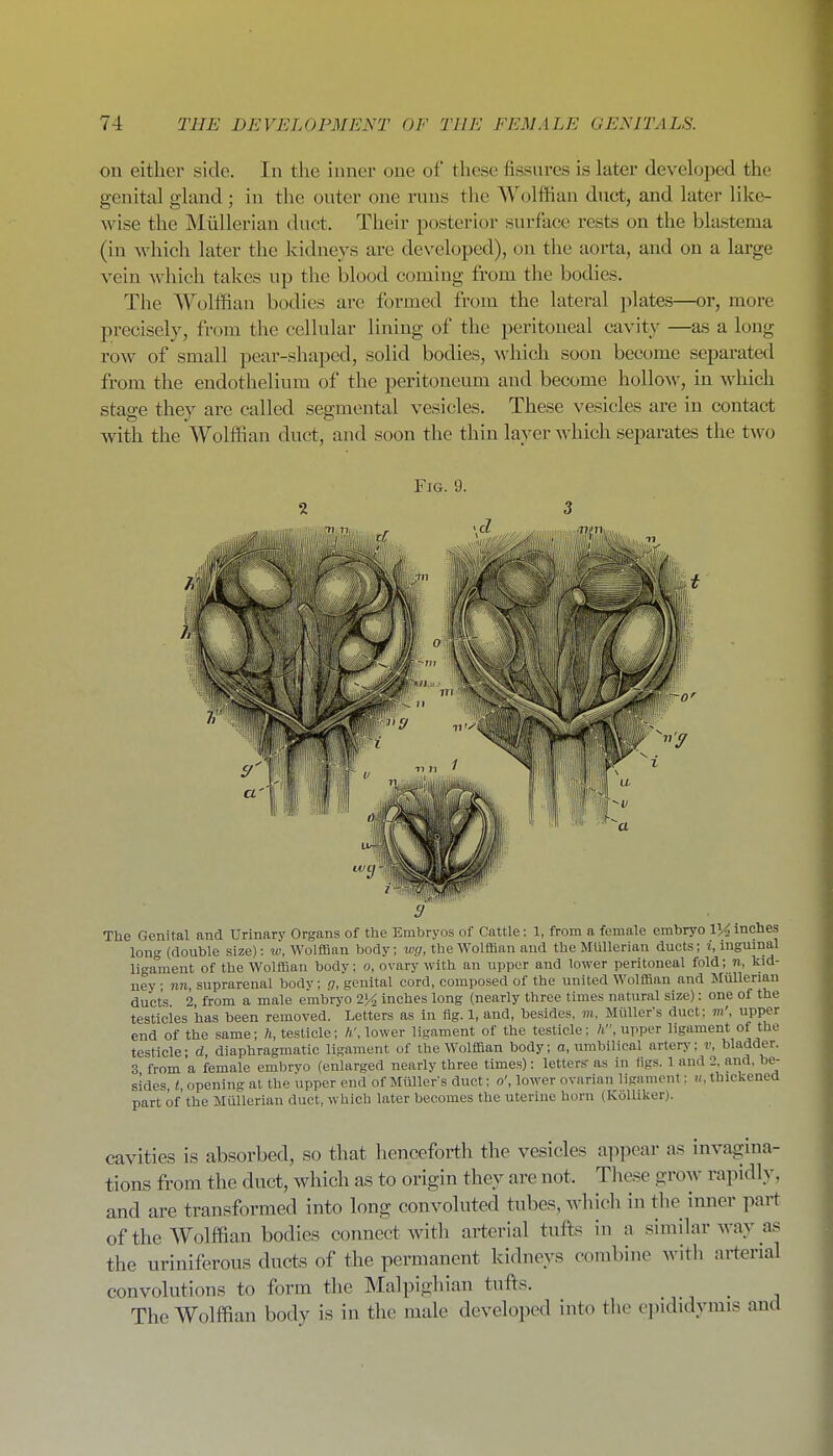 on either side. In the inner one of these fissnres is later developed the genital gland; in the onter one rnns the Wolffian duct, and later like- wise the Miillerian duct. Their posterior surface rests on the blastema (in which later the kidneys are developed), on the aorta, and on a large vein which takes up the blood coming from the bodies. The Wolffian bodies are formed from the lateral plates—or, more precisely, from the cellular lining of the peritoneal cavity —as a long row of small pear-shaped, solid bodies, which soon become separated from the endothelium of the peritoneum and become hollow, in which stage they are called segmental vesicles. These vesicles are in contact with the Wolffian duct, and soon the thin layer which separates the t^vo Fig. 9. The Genital and Urinary Organs of the Embryos of Cattle: 1, from a female embryo 134inches long (double size): w, Wolffian body; wg, the Wolffian and the MUlleriau ducts; i, inguinal ligament of the Wolilian body: o, ovary with an upper and lower peritoneal fold; n, kid- ney nn, suprarenal bodv; g, genital cord, composed of the united Wolffian and Mullerian ducts 2, from a male embryo 2]4 inches long (nearly three times natural size): one of the testicles lias been removed. Letters as in fig. 1, and, besides, m. MuUer's duct; m', upper end of the same; ft, testicle; ft', lower ligament of the testicle; ft, upper ligament of the testicle- d diaphragmatic ligament of the Wolffian body; a, umbilical artery; v, bladder. 3 from 'a female embryo (enlarged nearly three times): letters- as in (igs. 1 and 2 and, be- sides t, opening at the upper end of Miiller s duct: o', lower ovarian ligament: », thickened part of'the Mullerian duct, which later becomes the uterine horn (Kolliker). cavities is absorbed, so that henceforth the vesicles appear as invagina- tions from the duct, which as to origin they are not. These grow rapidly, and are transformed into long convoluted tubes, which in the imier part of the Wolffian bodies connect with arterial tufts in a similar way as the uriniferous ducts of the permanent kidneys combine with arterial convolutions to form the Malpighian tufts. The Wolffian body is in the male developed into the epididymis and