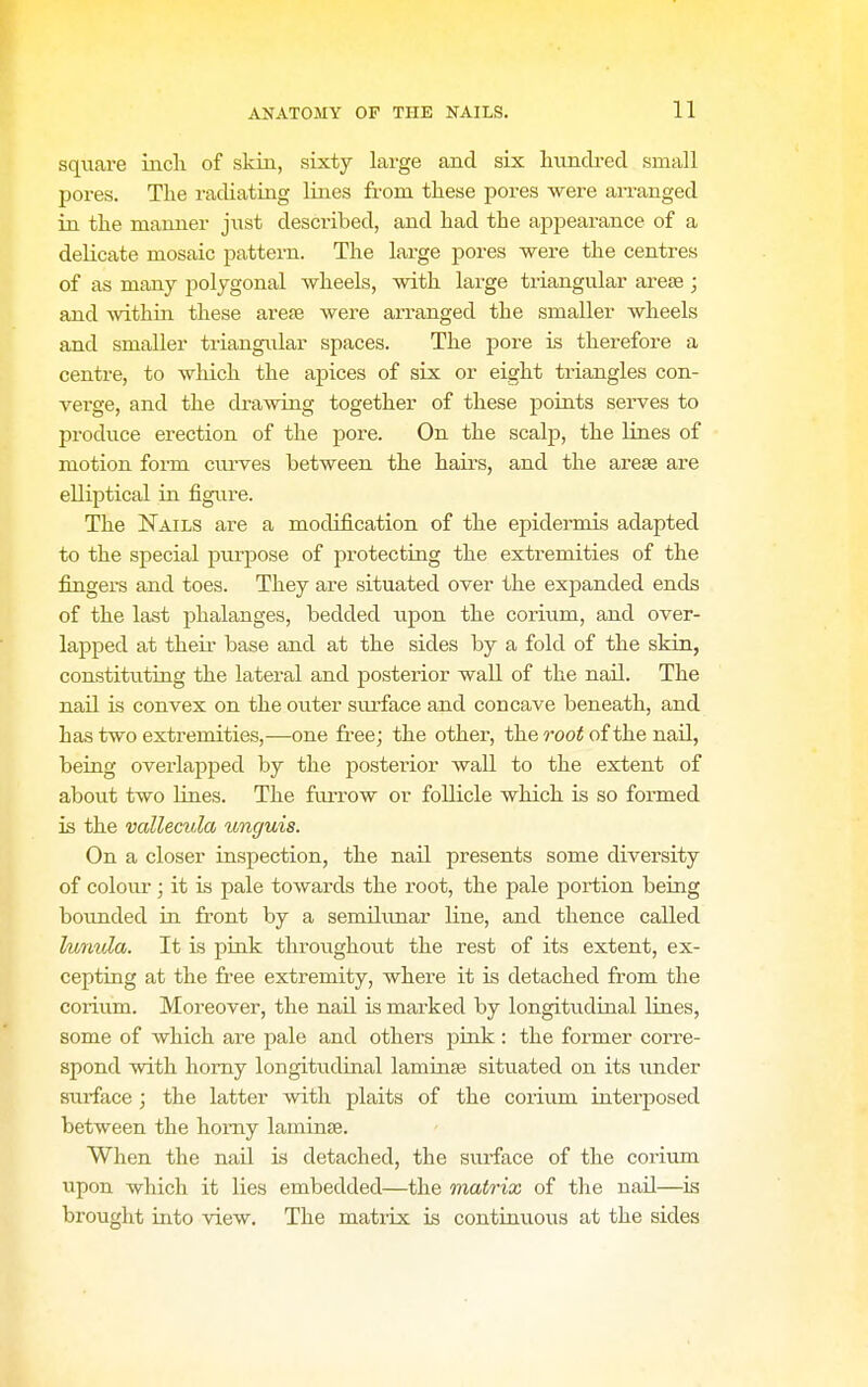square inch of skin, sixty large and six hvmdred small pores. The racUating lines from these pores were arranged in the manner jiist described, and had the appearance of a delicate mosaic pattern. The large pores were the centres of as many polygonal wheels, with large triangular arese ; and within these arese were arranged the smaller wheels and smaller triangular spaces. The pore is therefore a centre, to wliich the apices of six or eight triangles con- verge, and the drawing together of these points serves to produce erection of the pore. On the scalj), the lines of motion form cm-ves between the hairs, and the arese are elliptical in figure. The Nails are a modification of the epidermis adapted to the special purpose of protecting the extremities of the fingers and toes. They are situated over the expanded ends of the last phalanges, bedded upon the corium, and over- lapped at their base and at the sides by a fold of the skin, constituting the lateral and posterior wall of the naU. The nail is convex on the outer surface and concave beneath, and has two extremities,-—one free; the other, the root of the nail, being overlapped by the jsosteiior wall to the extent of about two Hnes. The furrow or follicle which is so formed is the vallecula unguis. On a closer inspection, the nail presents some diversity of colour; it is pale towards the root, the pale portion being bounded in front by a semilunar line, and thence called lunula. It is piak throughout the rest of its extent, ex- cepting at the free extremity, where it is detached from the corium. Moreover, the nail is marked by longitudinal lines, some of which are pale and others ymk.: the former corre- spond with homy longitudinal laminse situated on its \inder siu-face ; the latter with plaits of the corium interposed between the homy laminse. When the nail is detached, the surface of the corium upon which it lies embedded—the matrix of the nail—is brought into view. The matiix is continuous at the sides