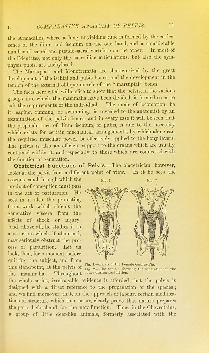 the Armadillos, where a long unyielding tube is formed by the coales- cence of the ilium and ischium on the one hand, and a considerable number of sacral and pseudo-sacral vertebra? on the other. In most of the Edentates, not only the sacro-iliac articulations, but also the sym- physis pubis, are anchylosed. The Marsupiata and Monotremata are characterized by the great development of the ischial and pubic bones, and the development in the tendon of the external oblique muscle of the  marsupial bones. The facts here cited will suffice to show that the pelvis, in the various groups into which the mammalia have been divided, is formed so as to suit the requirements of the individual. The mode of locomotion, be it leaping, running, or swimming, is revealed to the anatomist by an examination of the pelvic bones, and in every case it will be seen that the preponderance of ilium, ischium, or pubis, is due to the necessity which exists for certain mechanical arrangements, by which alone can the required muscular power be effectively applied to the bony levers. The pelvis is also an efficient support to the organs which are usually contained within it, and' especially to those which are connected with the function of generation. Obstetrical Functions of Pelvis.—The obstetrician, however, looks at the pelvis from a different point of view. In it he sees the Fig. 1. Fig. 2. osseous canal through which the product of conception must pass in the act of parturition. He sees in it also the protecting frame-work which shields the generative viscera from the effects of shock or injury. And, above all, he studies it as a structure which, if abnormal, may seriously obstruct the pro- cess of parturition. Let us look, then, for a moment, before quitting the subject, and from ,, . , , . , , , i ■,. „ Fig. 1.—Pelvis of the Female Guinea-Pig. this standpoint, at the pelvis of Fig. 2 _The mmo. showing tho separation of the the mammalia. Throughout bones during parturition. the whole series, irrefragable evidence is afforded that the pelvis is designed with a direct reference to the propagation of the species; and we find moreover, that, on the approach of labour, certain modifica- tions of structure which then occur, clearly prove that nature prepares the parts beforehand for the new function. Thus, in the Chevrotains, a group of little deer-like animals, formerly associated with the