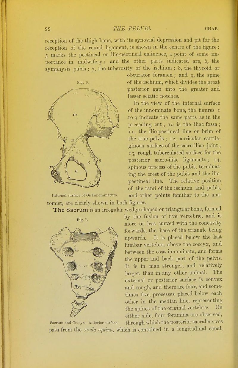 reception of the thigh hone, with its synovial depression and pit for the reception of the round ligament, is shown in the centre of the figure: 5 marks the pectineal or ilio-pectineal eminence, a point of some im- portance in midwifery; and the other parts indicated are, 6, the symphysis pubis ; Fig. 0. 7, the tuberosity of the ischium; 8, the thyroid or obturator foramen; and 9, the spine of the ischium, which divides the great posterior gap into the greater and lesser sciatic notches. In the view of the internal surface of the innominate bone, the figures 1 to 9 indicate the same parts as in the preceding cut; 10 is the iliac fossa ; 11, the ilio-pectineal line or brim of the true pelvis ; 12, auricular cartila- ginous surface of the sacro-iliac joint; 13, rough tuberculated surface for the posterior sacro-iliac ligaments; 14, spinous process of the pubis, terminat- ing the crest of the pubis and the ilio- pectineal line. The relative position of the rami of the ischium and pubis, internal surface of 0s innominatum. and other points familiar to the ana- tomist, are clearly shown in both figures. The Sacrum is an irregular wedge-shaped or triangular bone, formed by the fusion of five vertebrae, and is more or less curved with the concavity forwards, the base of the triangle being upwards. It is placed below the last lumbar vertebra, above the coccyx, and between the ossa innominata, and forms the upper and back part of the pelvis. It is in man stronger, and relatively larger, than in any other animal. The external or posterior surface is convex and rough, and there are four, and some- times five, processes placed below each other in the median line, representing the spines of the original vertebra. On either side, four foramina are observed, Sacrum and Coccyx—Anterior surface. through which the posterior sacral nerves pass from the cauda equina, which is contained in a longitudinal canal,
