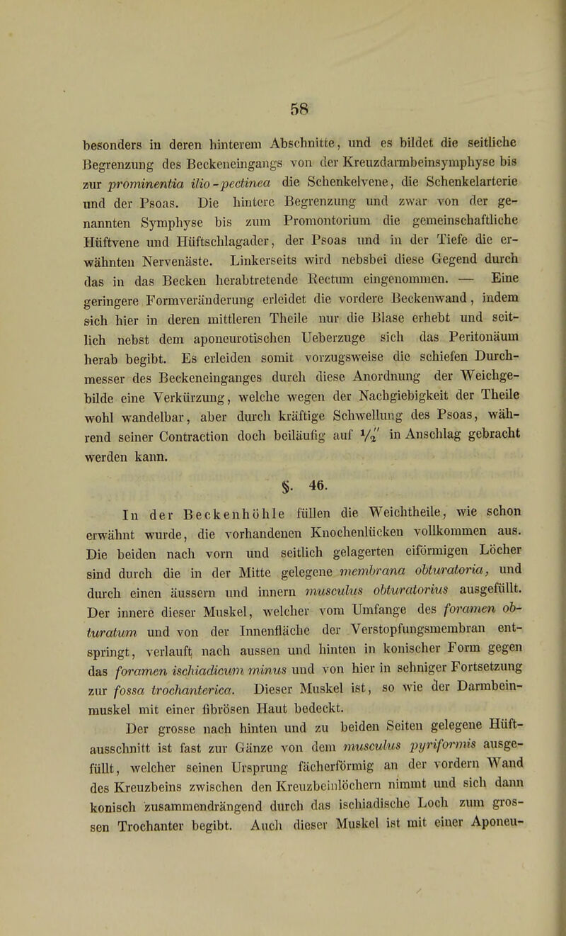 besonders in deren hinterem Abschnitte, und es bildet die seitliche Begrenzung des Beckeneingangs von der Kreuzdarmbeinsymphyse bis zur prominentia ilio - pectinea die Schenkelvene, die Schenkelarterie und der Psoas. Die hintere Begrenzung und zwar von der ge- nannten Symphyse bis zum Promontorium die gemeinschaftliche Hüftvene und Hüftschlagader, der Psoas und in der Tiefe die er- wähnten Nervenäste. Linkerseits wird nebsbei diese Gegend durch das in das Becken herabtretende Rectum eingenommen. — Eine geringere Formveränderung erleidet die vordere Beckenwand, indem sich hier in deren mittleren Theile nur die Blase erhebt und seit- lich nebst dem aponeurotischen Ueberzuge sich das Peritonäum herab begibt. Es erleiden somit vorzugsweise die schiefen Durch- messer des Beckeneinganges durch diese Anordnung der Weichge- bilde eine Verkürzung, welche wegen der Nachgiebigkeit der Theile wohl wandelbar, aber durch kräftige Schwellung des Psoas, wäh- rend seiner Contraction doch beiläufig auf Vr in Anschlag gebracht werden kann. §. 46. In der Becken höhle füllen die Weichtheile, wie schon erwähnt wurde, die vorhandenen Knochenlücken vollkommen aus. Die beiden nach vorn und seitlich gelagerten eiförmigen Löcher sind durch die in der Mitte gelegene membrana obturatoria, und durch einen äussern und innern musculus olturatorius ausgefüllt. Der innere dieser Muskel, welcher vom Umfange des foramen ob- iuratum und von der Innenfläche der Verstopfungsmembran ent- springt, verlauft nach aussen und hinten in konischer Form gegen das foramen ischiadicum minus und von hier in sehniger Fortsetzung zur fossa trochanterica. Dieser Muskel ist, so wie der Darmbein- muskel mit einer fibrösen Haut bedeckt. Der grosse nach hinten und zu beiden Seiten gelegene Hüft- ausschnitt, ist fast zur Gänze von dem musculus pyriformis ausge- füllt, welcher seinen Ursprung fächerförmig an der vordem Wand des Kreuzbeins zwischen den Kreuzbeinlöchern nimmt und sich dann konisch zusammendrängend durch das ischiadische Loch zum gros- sen Trochanter begibt. Auch dieser Muskel ist mit einer Aponeu-