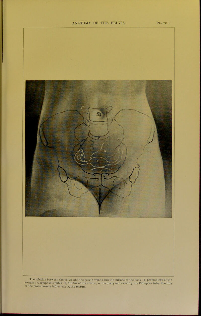The relation between the pelvis and the pelvic organs and the surface of the body: p, promontory of the sacrum; s, symphysis pubis; f, fundus of the uterus; o, the ovary embraced by the Fallopian tube; the line of the psoas muscle indicated; n, the rectum.