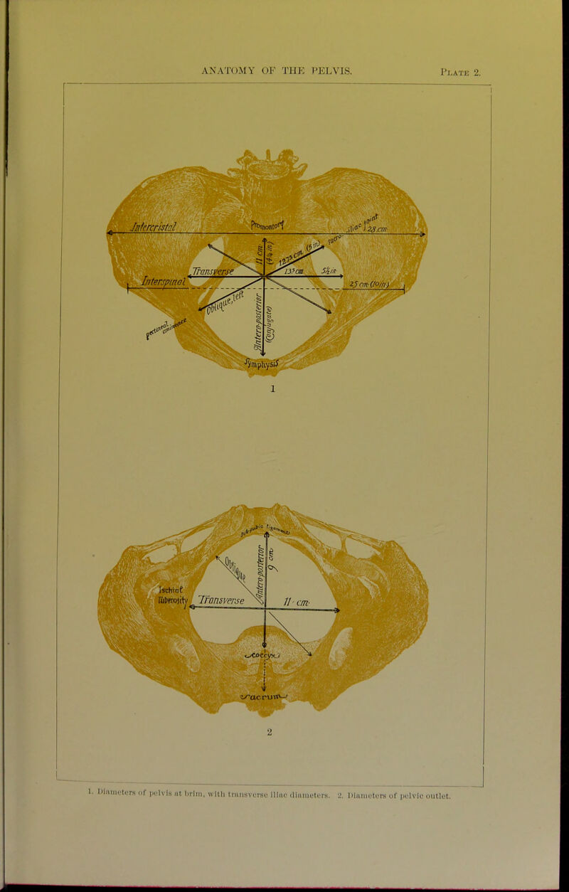 Diiuiietors of pylvlH at l)rini, with tmiisvursf illiic .li.iiuetors. % DiiiiiioU'i-.s of polvic ontlot.