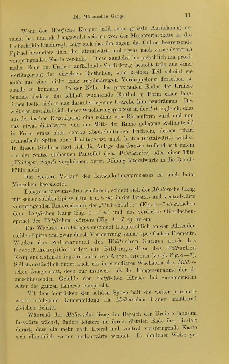 Wenn der Wölfische Körper bald seine grösste Ausdehnung er- reicht hat und als Längswulst seitlich von der Mesenterialplatto in die Leibeshöhle hineinragt, zeigt sich das ihn gegen das Oölom begrenzende Epithel besonders über der lateralwärts und etwas nach vorne (ventral) vorspringenden Kante verdickt. Diese zunächst hauptsächlich am proxi- malen Ende der Urniere auffallende Verdickung besteht teils aus einer Verlängerung der einzelnen Epithelien, zum kleinen Teil scheint sie auch aus einer nicht ganz regelmässigen Verdoppelung derselben zu stände zu kommen. In der Nähe des proximalen Endes der ümiere beginnt alsdann das lebhaft wuchernde Epithel in Form einer läng- lichen Delle sich in das darunterliegende Gewebe hineinzudrängen. Des weiteren gestaltet sich dieser Wucherungsprocess in der Art ungleich, dass aus der flachen Einstülpung eine solche von Rinnenform wird und mm das etwas distalwärts von der Mitte der Rinne gelegene Zellmaterial in Form eines oben schräg abgeschnittenen Trichters, dessen scharf auslaufende Spitze ohne Lichtimg ist, nach hinten (distalwärts) wächst. In diesem Stadium lässt sich die Anlage des Ganzen treffend mit einem auf der Spitze stehenden Pantoffel (von Mihälkovics) oder einer Tüte (Waldeyer, Nagel) vergleichen, deren Öffnung lateralwärts in die Bauch- höhle sieht. Der weitere Verlauf des Entwickelimgsprocesses ist auch beim Menschen beobachtet. Langsam schwanzwärts wachsend, schiebt sich der Müllersche Gang mit seiner soliden Spitze (Fig. 5 u. 6 m) in der lateral- und ventralwärts vorspringendenUrnierenkante, der „Tubenfalte (Fig. 4— 1 u) zwischen dem Forschen Gang (Fig. 4—7 w) und das verdickte Oberflächen- epithel des Forschen Körpers (Fig. 4—7 v) hinein. Das Wachsen des Ganges geschieht hauptsächlich an der führenden soliden Spitze und zwar durch Vermehrimg seiner specifischen Elemente. Weder das Zellmaterial des Wetschen Ganges noch das Oberflächenepithel oder die Bildungszellen des Wolffschen Körpers nehmen irgend welchen Anteil hieran (vergl. Fig. 4—7). Selbstverständlich findet auch ein intermediäres Wachstum der Müller- schen Gänge statt, doch nur insoweit, als der Längenzunahme der sie umschliessenden Gebilde der Wölfischen Körper bei zunehmendem Alter des ganzen Embryo entspricht. Mit dem Vorrücken der soliden Spitze hält die weiter proximal- wärts erfolgende Lumenbildung im Märschen Gange annähernd gleichen Schritt. Während der Müllersche Gang im Bereich der ümiere langsam fusswarts wächst, ändert letztere an ihrem distalen Ende ihre Gestalt derart, dass die mehr nach lateral und ventral vorspringende Kante sich allmählich weiter medianwärts wendet. In ähnlicher Weise ge-