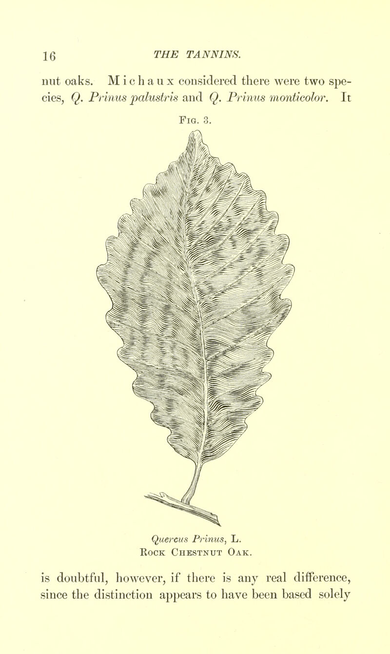 nut oaks. Michaux considered there were two spe- cies, Q. Prinus palustris and Q. Prinus monticolor. It Fig. 3. Quercus Prinus, L. Rock Chestnut Oak. is doubtful, however, if there is any real difference, since the distinction appears to have been based solely