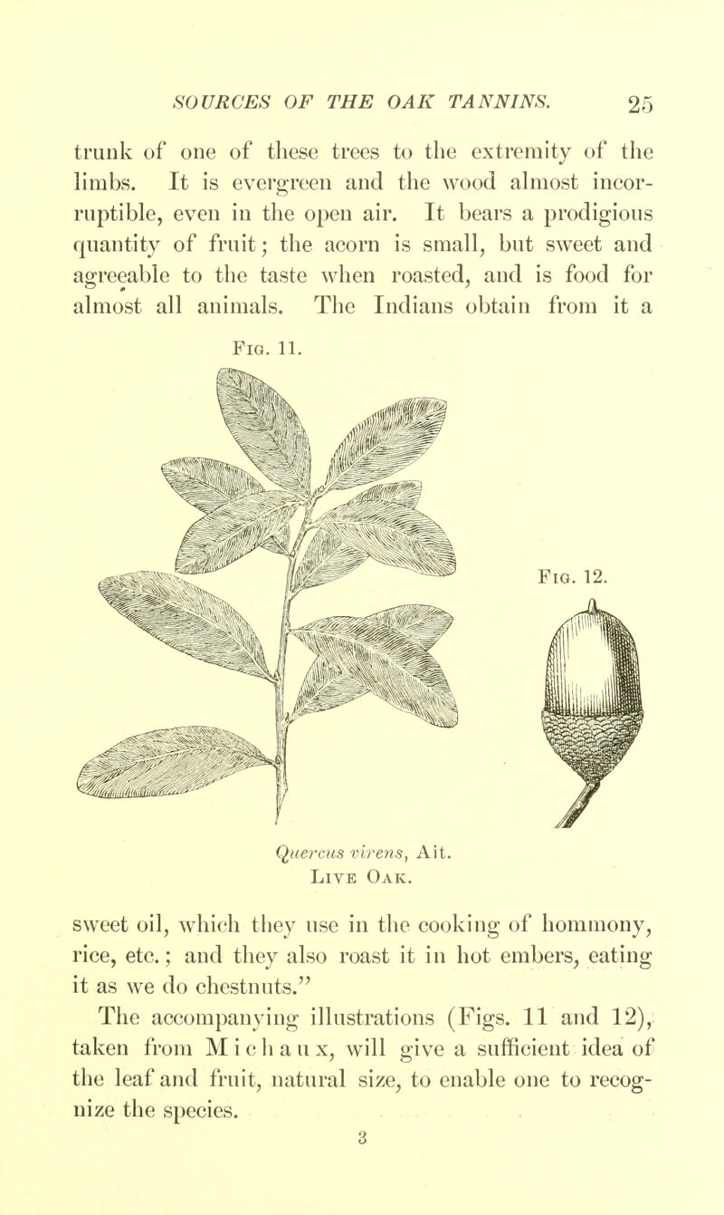 trunk of one of these trees to the extremity of the limbs. It is evergreen and the wood almost incor- ruptible, even in the open air. It bears a prodigious quantity of fruit; the acorn is small, but sweet and agreeable to the taste when roasted, and is food for almost all animals. The Indians obtain from it a Fig. 11. Ottercus virens, Ait. Live Oak. sweet oil, which they use in the cooking of hommony, rice, etc.; and they also roast it in hot embers, eating it as we do chestnuts. The accompanying illustrations (Figs. 11 and 12), taken from M i c h a u x, will give a sufficient idea of the leaf and fruit, natural size, to enable one to recog- nize the species. 3