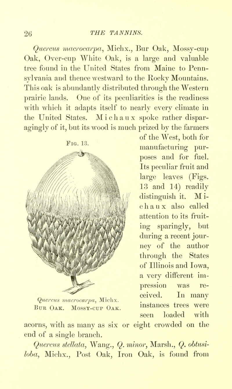 Quercus macrocarpa, Michx., Bur Oak, Mossy-cup Oak, Over-cup White Oak, is a large and valuable tree found in the United States from Maine to Penn- sylvania and thence westward to the Rocky Mountains. This oak is abundantly distributed through the Western prairie lands. One of its peculiarities is the readiness with which it adapts itself to nearly every climate in the United States. Michaux spoke rather dispar- agingly of it, but its wood is much prized by the farmers of the West, both for manufacturing pur- poses and for fuel. Its peculiar fruit and large leaves (Figs. 13 and 14) readily distinguish it. M i- chaux also called attention to its fruit- ing sparingly, but during a recent jour- ney of the author through the States of Illinois and Iowa, a very different im- pression was re- ceived. In many instances trees were seen loaded with acorns, with as many as six or eight crowded on the end of a single branch. Quercus stellata, Wang., Q. minor. Marsh., Q. obtusi- loba, Michx., Post Oak, Iron Oak, is found from Fig. 13. Quercus macrocavpa, Michx. Bur Oak. Mossy-cup Oak.