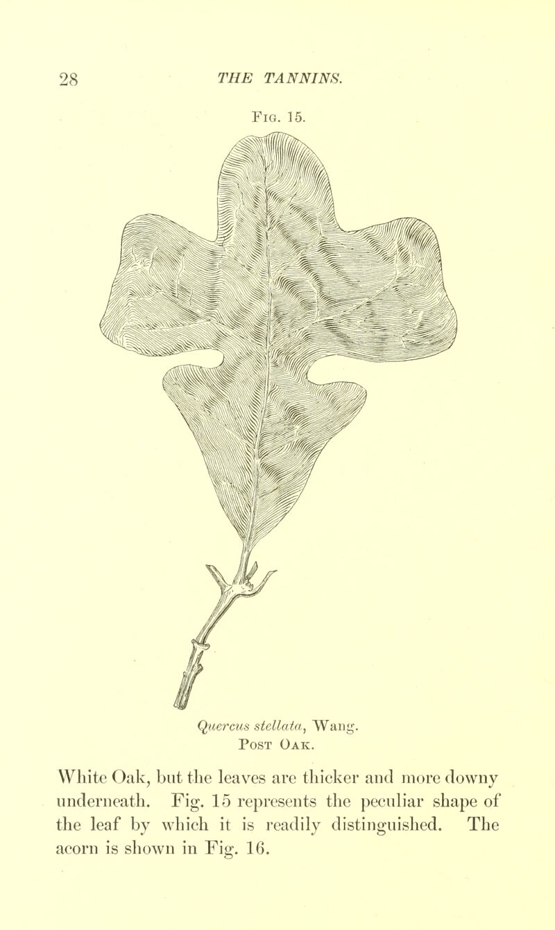 Fig. 15. Quercus stellata, Wang. Post Oak. White Oak, but the leaves are thicker and more downy underneath. Fig. 15 represents the peculiar shape of the leaf by which it is readily distinguished. The acorn is shown in Fig. 16.