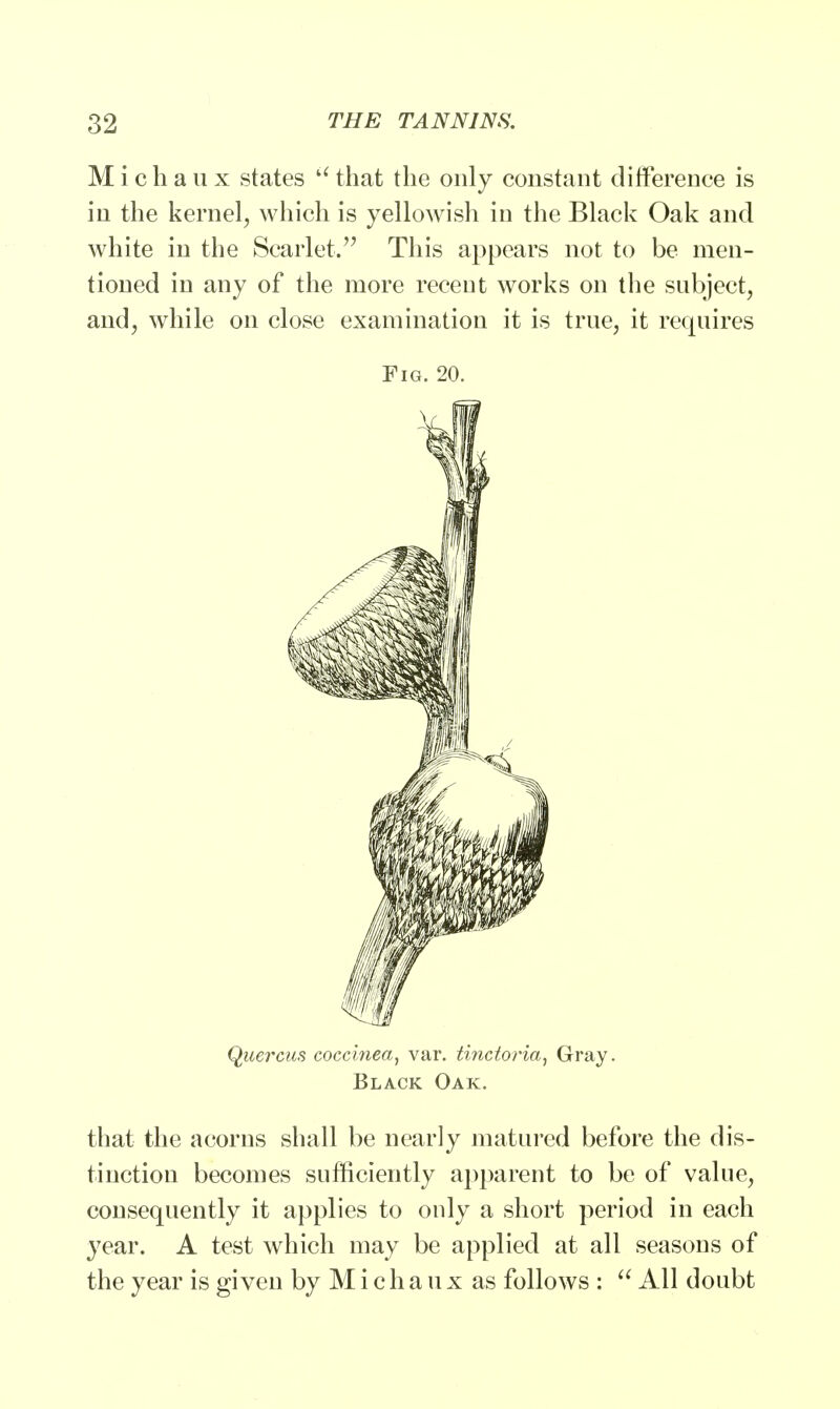 Michaux states that the only constant difference is in the kernel, which is yellowish in the Black Oak and white in the Scarlet.'7 This appears not to be men- tioned in any of the more recent works on the subject, and, while on close examination it is true, it requires Fig. 20. Quercus coccinea, var. tinctoria, Gray. Black Oak. that the acorns shall be nearly matured before the dis- tinction becomes sufficiently apparent to be of value, consequently it applies to only a short period in each year. A test which may be applied at all seasons of the year is given by M i c h a u x as follows :  All doubt