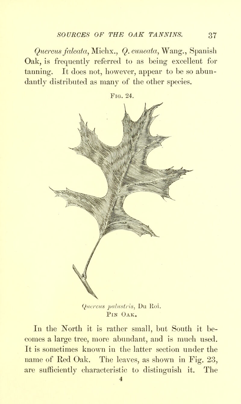 Quercus falcata, Michx., Q. euneata, Wang., Spanish Oak, is frequently referred to as being excellent for tanning. It does not, however, appear to be so abun- dantly distributed as many of the other species. Fig. 24. Quercus palustris, Du Roi. Pin Oak. In the North it is rather small, but South it be- comes a large tree, more abundant, and is much used. It is sometimes known iu the latter section under the name of Red Oak. The leaves, as shown in Fig. 23, are sufficiently characteristic to distinguish it. The 4