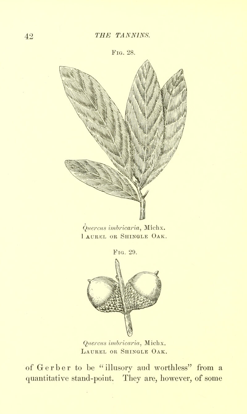 Fig. 28. Quercus imbricaria, Michx. Laurel or Shingle Oak. Fig. 29. Quercus imbricaria, Michx. Laurel or Shingle Oak. of Gerber to be  illusory aud worthless from a quantitative stand-point. They are, however, of some