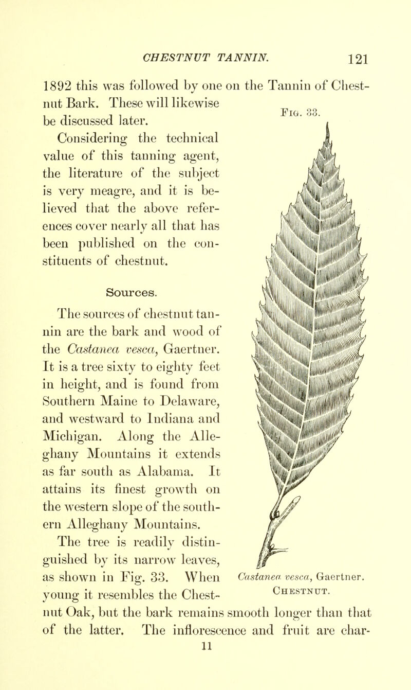 Fig. 1892 this was followed by one on the Tannin of Chest- nut Bark. These will likewise be discussed later. Considering the technical value of this tauning agent, the literature of the subject is very meagre, and it is be- lieved that the above refer- ences cover nearly all that has been published on the con- stituents of chestnut. ■ Sources. The sources of chestnut tan- nin are the bark and wood of the Castanea vesca, Gaertner. It is a tree sixty to eighty feet in height, and is found from Southern Maine to Delaware, and westward to Indiana and Michigan. Along the Alle- ghany Mountains it extends as far south as Alabama. It attains its finest growth on the western slope of the south- ern Alleghany Mountains. The tree is readily distin- guished by its narrow leaves, as shown in Fig. 33. When young it resembles the Chest- nut Oak, but the bark remains smooth longer than that of the latter. The inflorescence and fruit are char- 11 Castanea vesca, Gaertner. Chestnut.