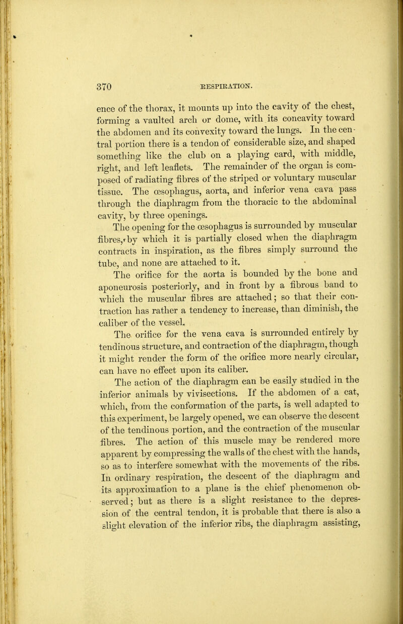 ence of the thorax, it mounts up into the cavity of the chest, forming a vaulted arch or dome, with its concavity toward the abdomen and its convexity toward the lungs. In the cen- tral portion there is a tendon of considerable size, and shaped something like the club on a playing card, with middle, right, and left leaflets. The remainder of the organ is com- posed of radiating fibres of the striped or voluntary muscular tissue. The oesophagus, aorta, and inferior vena cava pass through the diaphragm from the thoracic to the abdominal cavity, by three openings. The opening for the oesophagus is surrounded by muscular fibres,* by which it is partially closed when the diaphragm contracts in inspiration, as the fibres simply surround the tube, and none are attached to it. The orifice for the aorta is bounded by the bone and aponeurosis posteriorly, and in front by a fibrous band to which the muscular fibres are attached; so that their con- traction has rather a tendency to increase, than diminish, the caliber of the vessel. The orifice for the vena cava is surrounded entirely by tendinous structure, and contraction of the diaphragm, though it might render the form of the orifice more nearly circular, can have no effect upon its caliber. The action of the diaphragm can be easily studied in the inferior animals by vivisections. If the abdomen of a cat, which, from the conformation of the parts, is well adapted to this experiment, be largely opened, we can observe the descent of the tendinous portion, and the contraction of the muscular fibres. The action of this muscle may be rendered more apparent by compressing the walls of the chest with the hands, so as to interfere somewhat with the movements of the ribs. In ordinary respiration, the descent of the diaphragm and its approximation to a plane is the chief phenomenon ob- served; but as there is a slight resistance to the depres- sion of the central tendon, it is probable that there is also a slight elevation of the inferior ribs, the diaphragm assisting.