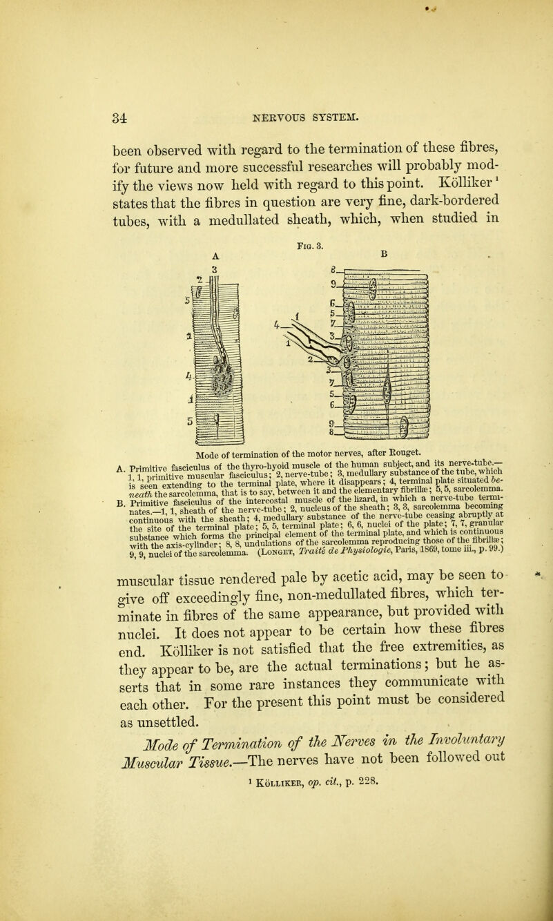 been observed with regard to the termination of these fibres, for future and more successful researches will probably mod- ify the views now held with regard to this point. Kolliker1 states that the fibres in question are very fine, dark-bordered tubes, with a medullated sheath, which, when studied in Mode of termination of the motor nerves, after Rouget. A Primitive fasciculus of the thyro-hyoid muscle of the human subject, and its ne•rye-tube^ 1 1 primitive muscular fasciculus; 2, nerve-tube; 3, medullary substance of the tube which i4 seen extending to the terminal plate, where it disappears; 4, terminal plate situated be- H theSS that is to say, between it and the elementary fibrillae; 5,5, sarcolemma. t> ESS of the intercostal muscle of the lizard, in which a nerve-tube termi- Se?5 l^ sheath of the nerve-tube; 2, nucleus of the sheath; 3,3, sarcolemma becoming roSuoAs'with the sheath; 4, medullary substance of the nerve-tube ceasing abruptly at ?he Ste of theterminal plate; 5, 5, terminal plate; 6, 6, nuclei of the plate; T, 7, granular suDStan*wS to t£ principal element of the terminal plate, and which « contmuous with the axiscvlinder; 8, 8, undulations of the sarcolemma reproducing those of the fibrilla; 9?9, nucleiof Sarcolemma. (Longet, Traite olePhysiologic Paris, 1869, tome m, p. 99.) muscular tissue rendered pale by acetic acid, may be seen to give off exceedingly fine, non-medullated fibres, which ter- minate in fibres of the same appearance, but provided with nuclei. It does not appear to be certain how these fibres end. Kolliker is not satisfied that the free extremities, as they appear to be, are the actual terminations; but he as- serts that in some rare instances they communicate with each other. For the present this point must be considered as unsettled. Mode of Termination of the Nerves in the Involuntary Muscular Tissue.—The nerves have not been followed out