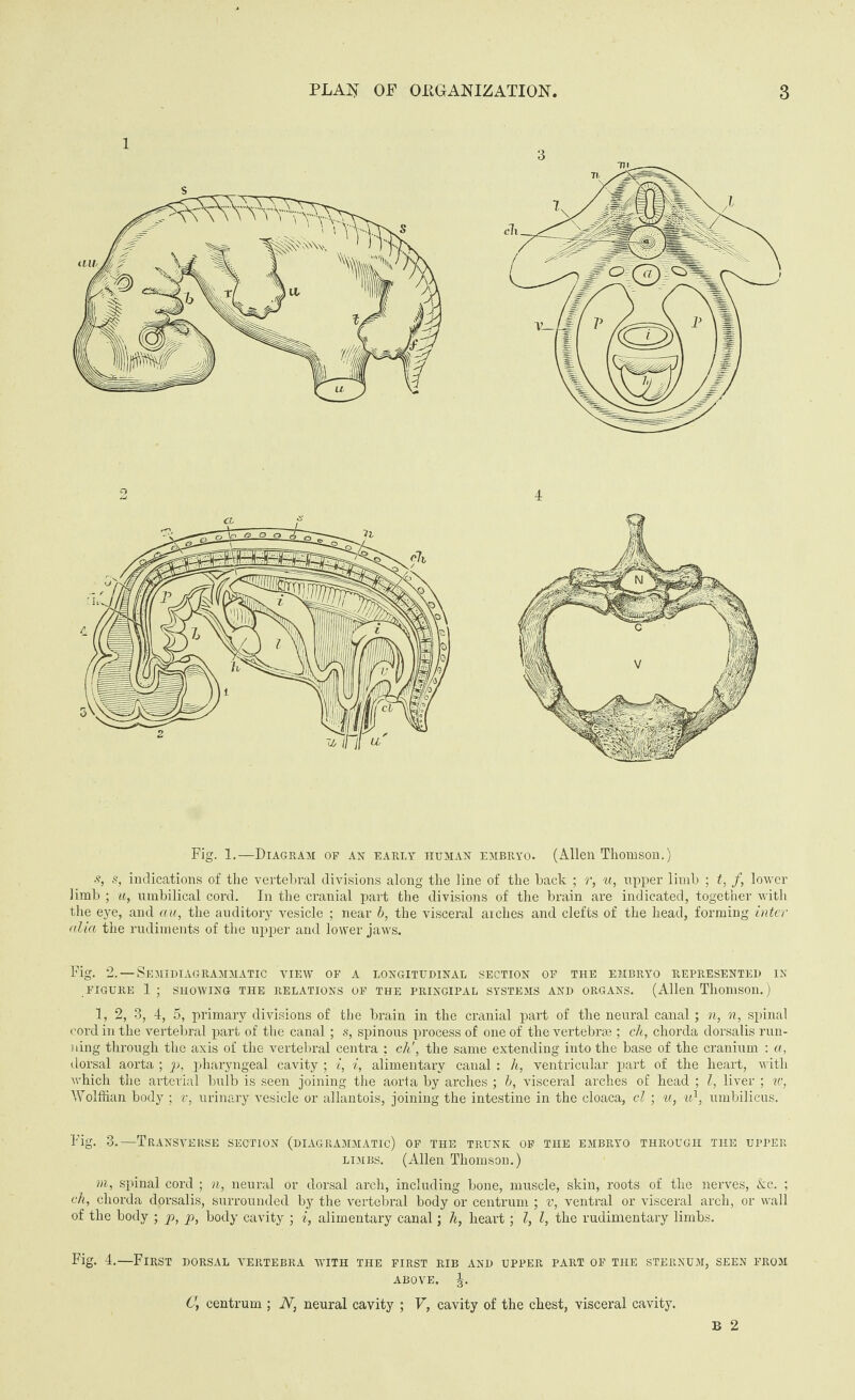 Fig. 1.—Diagram op an early human embryo. (Allen Thomson.) s, s, indications of the vertebral divisions along the line of the back ; r, u, upper limb ; t, f, lower limb ; u, umbilical cord. In the cranial part the divisions of the brain are indicated, together with the eye, and cm, the auditory vesicle ; near b, the visceral arches and clefts of the head, forming inter alia the rudiments of the upper and lower jaws. Fig. 2.—Semidiagrammatic view of a longitudinal section op the embryo represented in FIGURE 1; SHOWING THE RELATIONS OP THE PRINCIPAL SYSTEMS AND ORGANS. (Allen Thomson.) l, 2, 3, 4, 5, primary divisions of the brain in the cranial part of the neural canal; n, n, spinal cord in the vertebral part of the canal; s, spinous process of one of the vertebrae ; ch, chorda dorsalis run¬ ning through the axis of the vertebral centi-a ; ch', the same extending into the base of the cranium : a, dorsal aorta ; p, pharyngeal cavity ; i, i, alimentary canal : h, ventricular part of the heart, with which the arterial bulb is seen joining the aorta by arches ; b, visceral arches of head ; l, liver ; w, Wolffian body ; v, urinary vesicle or allantois, joining the intestine in the cloaca, cl ; u, it1, umbilicus. Fig. 3.—Transverse section (diagrammatic) op the trunk op the embryo through the upper limbs. (Allen Thomson.) m, spinal cord ; n, neural or dorsal arch, including bone, muscle, skin, roots of the nerves, Ac. ; ch, chorda dorsalis, surrounded by the vertebral body or centrum ; v, ventral or visceral arch, or wall of the body ; p, p, body cavity ; i, alimentary canal; h, heart; l, l, the rudimentary limbs. Fig. 4.—First dorsal vertebra with the first rib and upper part op the sternum, seen prom ABOVE. Ij. C, centrum ; N, neural cavity ; V, cavity of the chest, visceral cavity. B 2