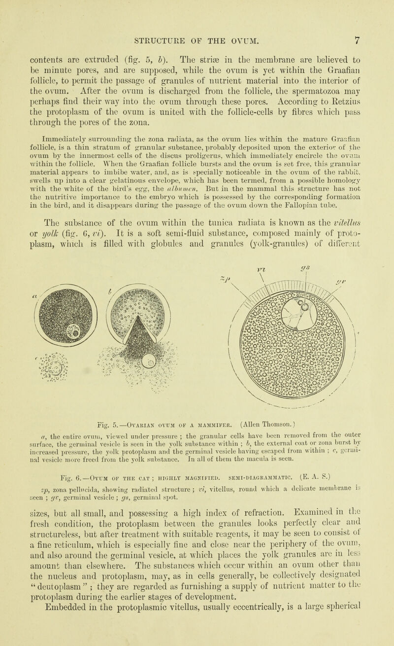 contents are extruded (fig. 5, b). The striae in the membrane are believed to be minute pores, and are supposed, while the ovum is yet within the Graafian follicle, to permit the passage of granules of nutrient material into the interior of the ovum. After the ovum is discharged from the follicle, the spermatozoa may perhaps find their way into the ovum through these pores. According to Retzius the protoplasm of the ovum is united with the follicle-cells by fibres which pass through the pores of the zona. Immediately surrounding the zona radiata, as the ovum lies within the mature Graafian follicle, is a thin stratum of granular substance, probably deposited upon the exterior of the ovum by the innermost cells of the discus proligerus, which immediately encircle the ovum within the follicle. When the Graafian follicle bursts and the ovum is set free, this granular material appears to imbibe water, and, as is specially noticeable in the ovum of the rabbit, swells up into a clear gelatinous envelope, which has been termed, from a possible homology with the white of the bird’s egg, the albumen. But in the mammal this structure has not the nutritive importance to the embryo which is possessed by the corresponding formation in the bird, and it disappears during the passage of the ovum down the Fallopian tube. The substance of the ovum within the tunica radiata is known as the vitellus or yolk (fig. G, vi). It is a soft semi-fluid substance, composed mainly of proto¬ plasm, which is filled with globules and granules (yolk-granules) of different Fig. 5.—Ovarian ovum of a mammifer. (Allen Thomson.) a, the entire ovum, viewed under pressure ; the granular cells have been removed from the outer surface, the germinal vesicle is seen in the yolk substance within ; b, the external coat or zona burst by increased pressure, the yolk protoplasm and the germinal vesicle having escaped from within ; c, germi¬ nal vesicle more freed from the yolk substance. In all of them the macula is seen. Fig. 6.—Ovum of the cat ; highly magnified, semi-diagrammatic. (E. A. S.) zp, zona pellncida, showing radiated structure ; vi, vitellus, round which a delicate membrane is seen ; gv, germinal vesicle ; gs, germinal spot. sizes, but all small, and possessing a high index of refraction. Examined in the fresh condition, the protoplasm between the granules looks perfectly clear, aud structureless, but after treatment with suitable reagents, it may be seen to consist ol a fine reticulum, which is especially fine and close near the periphery of the ovum, and also around the germinal vesicle, at which places the yolk granules are in less amount than elsewhere. The substances winch occur within an ovum other than the nucleus and protoplasm, may, as in cells generally, be collectively designated “ deutoplasm ” ; they are regarded as furnishing a supply of nutrient matter to the protoplasm during the earlier stages of development. Embedded in the protoplasmic vitellus, usually eccentrically, is a large spherical