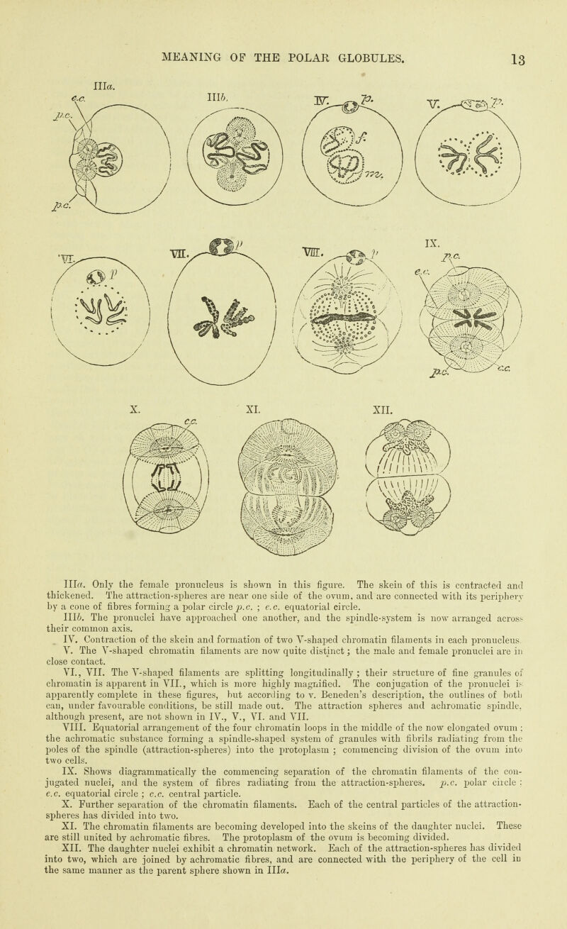 Ilia. Ilia. Only the female pronucleus is shown in this figure. The skein of this is contracted and thickened. The attraction-spheres are near one side of the ovum, and are connected with its periphery by a cone of fibres forming a polar circle p. c. ; e. c. equatorial circle. III&. The pronuclei have approached one another, and the spin die-system is now arranged across their common axis. IY. Contraction of the skein and formation of two Y-shaped chromatin filaments in each pronucleus. Y. The Y-shaped chromatin filaments are now quite distinct; the male and female pronuclei are in close contact. VI., VII. The Y-shaped filaments are splitting longitudinally; their structure of fine granules of chromatin is apparent in VII., which is more highly magnified. The conjugation of the pronuclei is apparently complete in these figures, but according to v. Beneden’s description, the outlines of both can, under favourable conditions, be still made out. The attraction spheres and achromatic spindle, although present, are not shown in IV., V., VI. and VII. VIII. Equatorial arrangement of the four chromatin loops in the middle of the now elongated ovum ; the achromatic substance forming a spindle-shaped system of granules with fibrils radiating from the poles of the spindle (attraction-spheres) into the protoplasm ; commencing division of the ovum into two cells. IX. Shows diagrammatieally the commencing separation of the chromatin filaments of the con¬ jugated nuclei, and the system of fibres radiating from the attraction-spheres. p.c. polar circle ; e.c. equatorial circle ; c.c. central particle. X. Further separation of the chromatin filaments. Each of the central particles of the attraction- spheres has divided into two. XI. The chromatin filaments are becoming developed into the skeins of the daughter nuclei. These are still united by achromatic fibres. The protoplasm of the ovum is becoming divided. XII. The daughter nuclei exhibit a chromatin network. Each of the attraction-spheres has divided into two, which are joined by achromatic fibres, and are connected with the periphery of the cell in the same manner as the parent sphere shown in Ilia.