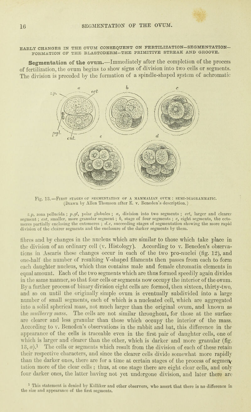 EARLY CHANGES IN THE OVUM CONSEQUENT ON FERTILIZATION-SEGMENTATION— FORMATION OF THE BLASTODERM—THE PRIMITIVE STREAK AND GROOVE. Segmentation of the ovum.—Immediately after the completion of the process of fertilization, the ovum begins to show signs of division into two cells or segments. The division is preceded by the formation of a spindle-shaped system of achromatic Fi. 13.—First stages op segmentation op a mammalian ovum : semi-diagrammatic. (Drawn by Allen Thomson after E. v. Beneden’s description.) z.p, zona pellueida ; p.gl, polar globules ; a, division into two segments ; ect, larger and clearer segment; ent, smaller, more granular segment; b, stage of four segments ; c, eight segments, the ecto- meres partially enclosing the entomeres ; d. e, succeeding stages of segmentation showing the more rapid division of the clearer segments and the enclosure of the darker segments by them. fibres and by changes in the nucleus which are similar to those which take place in the division of an ordinary cell (v. Histology). According to v. Beneden’s observa¬ tions in Ascaris these changes occur in each of the two pro-nuclei (fig. 12), and one-half the number of resulting V-shaped filaments then passes from each to form each daughter nucleus, which thus contains male and female chromatin elements in equal amount. Each of the two segments which are thus formed speedily again divides in the same manner, so that four cells or segments now occupy the interior of the ovum. By a further process of binary division eight cells are formed, then sixteen, thirty-two, and so on until the originally simple ovum is eventually subdivided into a large number of small segments, each of which is a nucleated cell, which are aggregated into a solid spherical mass, not much larger than the original ovum, and known as the mulberry mass. The cells are not similar throughout, for those at the surface are clearer and less granular than those which occupy the interior of the mass. According to v. Beneden’s observations in the rabbit and bat, this difference in the appearance of the cells is traceable even in the first pair of daughter cells, one of which is larger and clearer than the other, which is darker and more granular (fig. 16, a).1 The cells or segments which result from the division of each of these retain their respective characters, and since the clearer cells divide somewhat more rapidly than the darker ones, there are for a time at certain stages of the process of segmeiy tation more of the clear cells ; thus, at one stage there are eight clear cells, and only four darker ones, the latter having not yet undergone division, and later there arc 1 This statement is denied by Kcilliker and other observers, who assert that there is no difference in the size and appearance of the first segments.