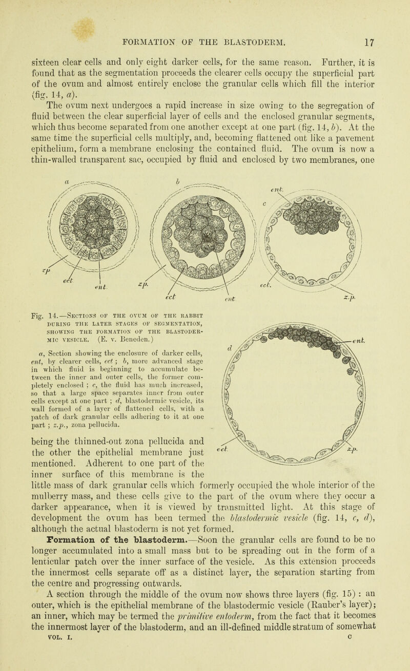 sixteen clear cells and only eight darker cells, for the same reason. Farther, it is found that as the segmentation proceeds the clearer cells occupy the superficial part of the ovum and almost entirely enclose the granular cells which fill the interior (fig. 14, a). The ovum next undergoes a rapid increase in size owing to the segregation of fluid between the clear superficial layer of cells and the enclosed granular segments, which thus become separated from one another except at one part (fig. 14, &). At the same time the superficial cells multiply, and, becoming flattened out like a pavement epithelium, form a membrane enclosing the contained fluid. The ovum is now a thin-walled transparent sac, occupied by fluid and enclosed by two membranes, one Fig. 14.—Sections op the ovum op the rabbit DURING THE LATER STAGES OF SEGMENTATION, SHOWING THE FORMATION OP THE BLASTODER¬ MIC vesicle. (E. v. Beneden.) a, Section showing the enclosure of darker cells, ent, by clearer cells, ect; b, more advanced stage in which fluid is beginning to accumulate be¬ tween the inner and outer cells, the former com¬ pletely enclosed ; c, the fluid has much increased, so that a large space separates inner from outer cells except at one part ; d, blastodermic vesicle, its wall formed of a layer of flattened cells, with a patch of dark granular cells adhering to it at one part ; z.p., zona pellucida. being the thinned-out zona pellucida and the other the epithelial membrane just mentioned. Adherent to one part of the inner surface of this membrane is the little mass of dark granular cells which formerly occupied the whole interior of the mulberry mass, and these cells give to the part of the ovum where they occur a darker appearance, when it is viewed by transmitted light. At this stage of development the ovum has been termed the blastodermic vesicle (fig. 14, c, d), although the actual blastoderm is not yet formed. Formation of the blastoderm.—Soon the granular cells are found to be no longer accumulated into a small mass but to be spreading out in the form of a lenticular patch over the inner surface of the vesicle. As this extension proceeds the innermost cells separate off as a distinct layer, the separation starting from the centre and progressing outwards. A section through the middle of the ovum now shows three layers (fig. 15) : an outer, which is the epithelial membrane of the blastodermic vesicle (Rauber’s layer); an inner, which may be termed the primitive entoderm, from the fact that it becomes the innermost layer of the blastoderm, and an ill-defined middle stratum of somewhat VOL. i. c