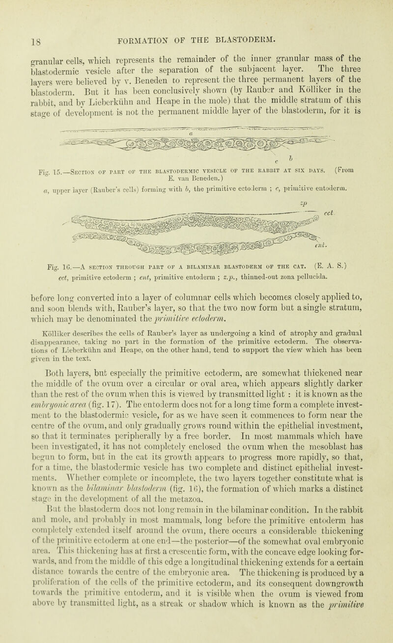 granular cells, which represents the remainder of the inner granular mass of the blastodermic vesicle after the separation of the subjacent layer. The three layers were believed by v. Beneden to represent the three permanent layers of the blastoderm. But it has been conclusively shown (by Bauber and Kolliker in the rabbit, and by Lieberkuhn and Heape in the mole) that the middle stratum of this stage of development is not the permanent middle layer of the blastoderm, for it is pier. -[5,_Section of part of the blastodermic vesicle of the rabbit at six days. (From E. van Beneden.) a, upper layer (Rauber’s cells) forming with b, the primitive ectoderm ; c, primitive entoderm. zp Fig. 1G.—A SECTION THROUGH PART OF A BILAMINAR BLASTODERM OF THE CAT. (E. A. S.) ect, primitive ectoderm ; ent, primitive entoderm ; z.p., thinned-out zona pellucida. before long converted into a layer of columnar cells which becomes closely applied to, and soon blends with, Rauber’s layer, so that the two now form but a single stratum, which may be denominated the primitive ectoderm. Kolliker describes the cells of Rauber’s layer as undergoing a kind of atrophy and gradual disappearance, taking no part in the formation of the primitive ectoderm. The observa¬ tions of Lieberkuhn and Heape, on the other hand, tend to support the view which has been given in the text. Both layers, but especially the primitive ectoderm, are somewhat thickened near the middle of the ovum over a circular or oval area, which appears slightly darker than the rest of the ovum when this is viewed by transmitted light : it is known as the embryonic area (fig. 17). The entoderm does not for a long time form a complete invest¬ ment to the blastodermic vesicle, for as we have seen it commences to form near the centre of the ovum, and only gradually grows round within the epithelial investment, so that it terminates peripherally by a free border. In most mammals which have been investigated, it has not completely enclosed the ovum when the mesoblast has begun to form, but in the cat its growth appears to progress more rapidly, so that, for a time, the blastodermic vesicle has two complete and distinct epithelial invest¬ ments. Whether complete or incomplete, the two layers together constitute what is known as the bilaminar blastoderm (fig. 16), the formation of which marks a distinct stage in the development of all the metazoa. But the blastoderm does not long remain in the bilaminar condition. In the rabbit and mole, and probably in most mammals, long before the primitive entoderm has completely extended itself around the ovum, there occurs a considerable thickening of the primitive ectoderm at one end—the posterior—of the somewhat oval embryonic area. This thickening has at first a crescentic form, with the concave edge looking for¬ wards, and from the middle of this edge a longitudinal thickening extends for a certain distance towards the centre of the embryonic area. The thickening is produced by a proliferation of the cells of the primitive ectoderm, and its consequent downgrowth towards the primitive entoderm, and it is visible when the ovum is viewed from above by transmitted light, as a streak or shadow which is known as the primitive