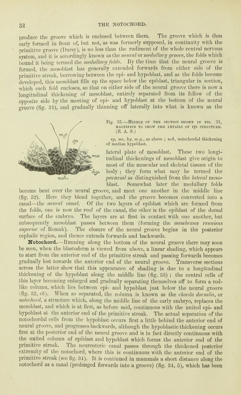 33 produce the groove which is enclosed between them. The groove which is thus early formed in front of, but not, as was formerly supposed, in continuity with the orimitive groove (Dursy), is no less than the rudiment of the whole central nervous system, and it is accordingly known as the neural or medullary groove, the folds which bound it being termed the medullary folds. By the time that the neural groove is formed, the mesoblast has generally extended forwards from either side of the primitive streak, burrowing between the epi- and hypoblast, and as the folds become developed, this mesoblast fills up the space below the epiblast, triangular in section, which each fold encloses, so that on either side of the neural groove there is now a longitudinal thickening of mesoblast, entirely separated from its fellow of the opposite side by the meeting of epi- and hypoblast at the bottom of the neural groove (fig. 31), and gradually thinning off laterally into what is known as the Fig. 33.—Middle of the section shown in fig. 31, MAGNIFIED TO SHOW THE DETAILS OF ITS STRUCTURE. (E. A. S.) ejp, me, hy, m.g., as above ; nch, notochordal thickening of median hypoblast. lateral plate of mesoblast. These two longi¬ tudinal thickenings of mesoblast give origin to most of the muscular and skeletal tissues of the body ; they form what may be termed the paraxial as distinguished from the lateral meso¬ blast. Somewhat later the medullary folds become bent over the neural groove, and meet one another in the middle line (fig. 32). Here they blend together, and the groove becomes converted into a canal—the neural canal. Of the two layers of epiblast which are formed from the folds, one is now the roof of the canal, the other is the epiblast of the dorsal surface of the embryo. The layers are at first in contact with one another, but subsequently mesoblast passes between them (forming the membrana reuniens superior of Remak). The closure of the neural groove begins in the posterior cephalic region, and thence extends forwards and backwards. Notochord.—Running along the bottom of the neural groove there may soon be seen, when the blastoderm is viewed from above, a linear shading, which appears to start from the anterior end of the primitive streak and passing forwards becomes gradually lost towards the anterior end of the neural groove. Transverse sections across the latter show that this appearance of shading is due to a longitudinal thickening of the hypoblast along the middle line (fig. 33) ; the central cells of this layer becoming enlarged and gradually separating themselves off to form a rod¬ like column, which lies between epi- and hypoblast just below the neural groove notochord, a structure which, along the middle line of the early embryo, replaces the mesoblast, and which is at first, as before said, continuous with the united epi- and hypoblast at the anterior end of the primitive streak. The actual separation of the notochordal cells from the hypoblast occurs first a little behind the anterior end of neural groove, and progresses backwards, although the hypoblastic thickening occurs first at the posterior end of the neural groove and is in fact directly continuous with the united column of epiblast and hypoblast which forms the anterior end of the primitive streak. The neurenteric canal passes through the thickened posterior extremity of the notochord, where this is continuous with the anterior end of the primitive streak (see fig. 34). It is continued in mammals a short distance along the notochord as a canal (prolonged forwards into a groove) (fig. 34, 5), which has been nek'*