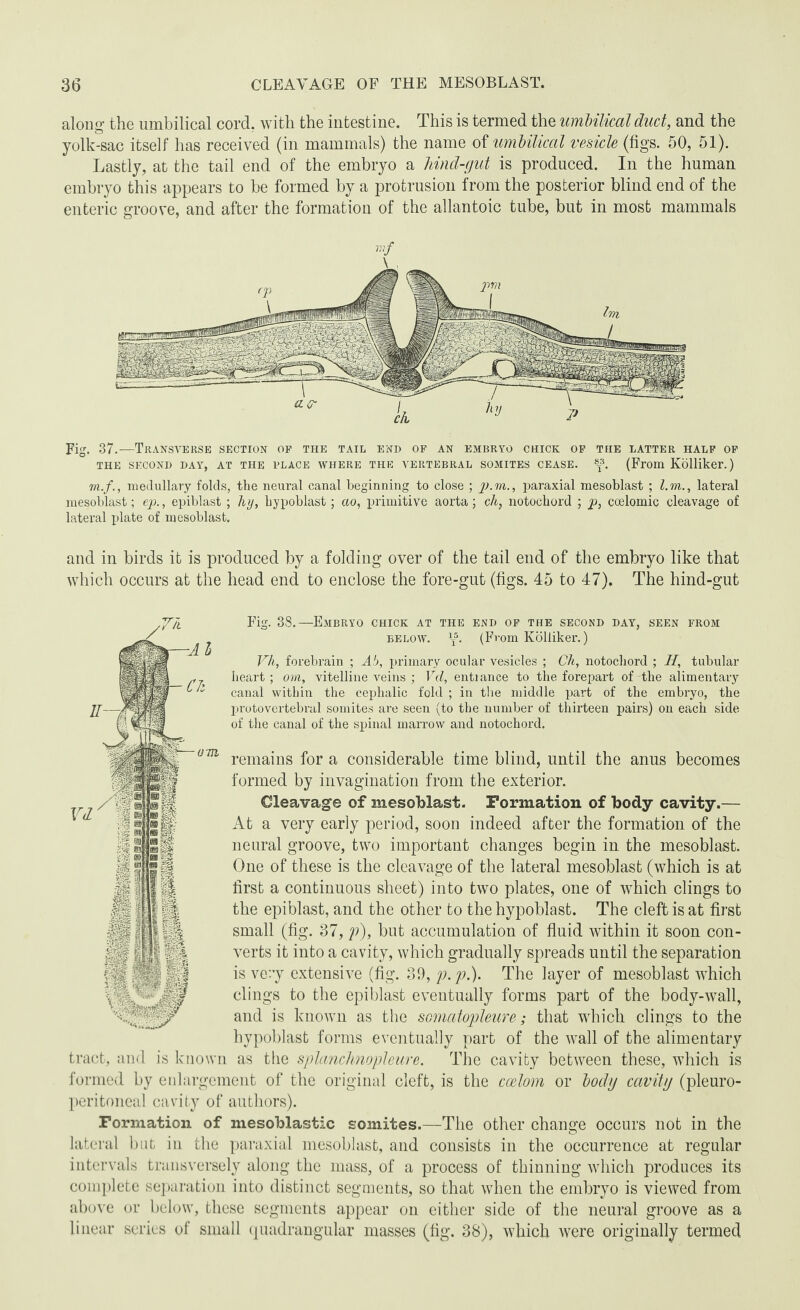 along the umbilical cord, with the intestine. This is termed the umbilical duct, and the yolk-sac itself has received (in mammals) the name of umbilical vesicle (figs. 50, 51). Lastly, at the tail end of the embryo a hind-gut is produced. In the human embryo this appears to be formed by a protrusion from the posterior blind end of the enteric groove, and after the formation of the allantoic tube, but in most mammals Fig. 37.—Transverse section of the tail end of an embryo chick of the latter half of THE SECOND DAY, AT THE VLACE WHERE THE VERTEBRAL SOMITES CEASE. 8I3. (From Kolliker.) m.f., medullary folds, tlie neural canal beginning to close ; p.m., paraxial mesoblast ; l.m., lateral mesoblast; ep., epiblast ; hy, hypoblast; ao, primitive aorta; ch, notochord ; p, coelomic cleavage of lateral plate of mesoblast. and in birds it is produced by a folding over of the tail end of the embryo like that which occurs at the head end to enclose the fore-gut (figs. 45 to 47) The hind-gut Fig. 38.—Embryo chick at the end of the second day, seen from below, \5. (From Kolliker.) Vh, forebrain ; A5, primary ocular vesicles ; Ch, notochord ; II, tubular heart; om, vitelline veins ; Vd, entrance to the forepart of-the alimentary canal within the cephalic fold ; in the middle part of the embryo, the protovertebral somites are seen (to the number of thirteen pairs) on each side of the canal of the spinal marrow and notochord. remains for a considerable time blind, until the anus becomes formed by invagination from the exterior. Cleavage of mesoblast. Formation of body cavity.— At a very early period, soon indeed after the formation of the neural groove, two important changes begin in the mesoblast. One of these is the cleavage of the lateral mesoblast (which is at first a continuous sheet) into two plates, one of which clings to the epiblast, and the other to the hypoblast. The cleft is at first small (fig. 37, p), but accumulation of fluid within it soon con¬ verts it into a cavity, which gradually spreads until the separation is very extensive (fig. 39, p.p.). The layer of mesoblast which clings to the epiblast eventually forms part of the body-wall, and is known as the scmatopleure; that which clings to the hypoblast forms eventually part of the wall of the alimentary tract, and is known as the splanchnopleure. The cavity between these, which is formed by enlargement of the original cleft, is the coelom or body cavity (pleuro¬ peritoneal cavity of authors). Formation of mesoblastic somites.—The other change occurs not in the lateral but in the paraxial mesoblast, and consists in the occurrence at regular intervals transversely along the mass, of a process of thinning which produces its complete separation into distinct segments, so that when the embryo is viewed from above or below, these segments appear on either side of the neural groove as a linear scries of small quadrangular masses (fig. 38), which were originally termed v ■: .. . - -