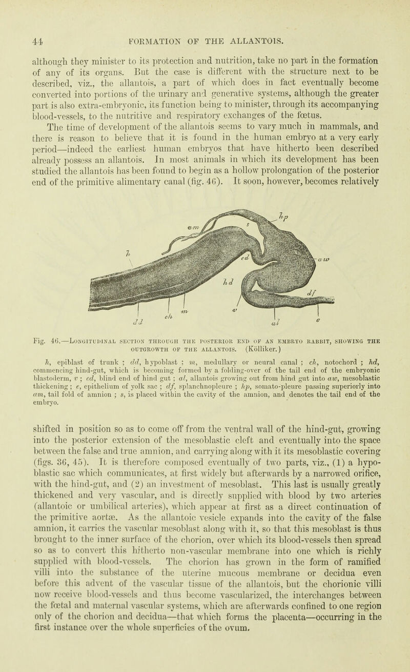 although they minister to its protection and nutrition, take no part in the formation of any of its organs. But the case is different with the structure next to be described, viz., the allantois, a part of which does in fact eventually become converted into portions of the urinary and generative systems, although the greater part is also extra-embryonic, its function being to minister, through its accompanying blood-vessels, to the nutritive and respiratory exchanges of the foetus. The time of development of the allantois seems to vary much in mammals, and there is reason to believe that it is found in the human embryo at a very early period—indeed the earliest human embryos that have hitherto been described already possess an allantois. In most animals in which its development has been studied the allantois has been found to begin as a hollow prolongation of the posterior end of the primitive alimentary canal (fig. 46). It soon, however, becomes relatively Fig. 46.—Longitudinal section through the posterior end of an embryo rabbit, showing the OUTGROWTH OF THE ALLANTOIS. (Kolliker. ) h, epiblast of trunk ; dd, hypoblast ; m, medullary or neural canal ; ch, notochord ; hd, commencing hind-gut, which is becoming formed by a folding-over of the tail end of the embryonic blastoderm, v ; ed, blind end of hind gut; al, allantois growing out from hind gut into aw, mesoblastic thickening; e, epithelium of yolk sac ; df, splanchnopleure ; hp, somato-pleure passing superiorly into am, tail fold of amnion ; s, is placed within the cavity of the amnion, and denotes the tail end of the embryo. shifted in position so as to come off from the ventral wall of the hind-gut, growing into the posterior extension of the mesoblastic cleft and eventually into the space between the false and true amnion, and carrying along with it its mesoblastic covering (figs. 36, 45). It is therefore composed eventually of two parts, viz., (1) a hypo- blastic sac which communicates, at first widely but afterwards by a narrowed orifice, with the hind-gut, and (2) an investment of mesoblast. This last is usually greatly thickened and very vascular, and is directly supplied with blood by two arteries (allantoic or umbilical arteries), which appear at first as a direct continuation of the primitive aortse. As the allantoic vesicle expands into the cavity of the false amnion, it carries the vascular mesoblast along with it, so that this mesoblast is thus brought to the inner surface of the chorion, over which its blood-vessels then spread so as to convert this hitherto non-vascular membrane into one which is richly supplied with blood-vessels. The chorion has grown in the form of ramified villi into the substance of the uterine mucous membrane or decidua even before this advent of the vascular tissue of the allantois, but the chorionic villi now receive blood-vessels and thus become vascularized, the interchanges between the foetal and maternal vascular systems, which are afterwards confined to one region only of the chorion and decidua—that which forms the placenta—occurring in the first instance over the whole superficies of the ovum.