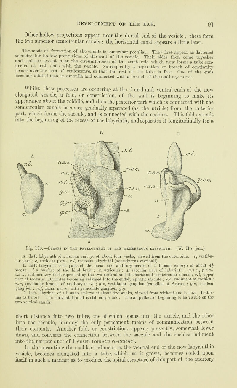 Other hollow projections appear near the dorsal end of the vesicle ; these form the two superior semicircular canals ; the horizontal canal appears a little later. The mode of formation of the canals is somewhat peculiar. They first appear as flattened semicircular hollow protrusions of the wall of the vesicle. Their sides then come together and coalesce, except near the circumference of the semicircle, which now forms a tube con¬ nected at both ends with the vesicle. Subsequently a separation or breach of continuity occurs over the area of coalescence, so that the rest of the tube is free. One of the ends becomes dilated into an ampulla and connected with a branch of the auditory nerve. Whilst these processes are occurring at the dorsal and ventral ends of the now elongated vesicle, a fold, or constriction, of the wall is beginning to make its appearance about the middle, and thus the posterior part which is connected with the semicircular canals becomes gradually separated (as the utricle) from the anterior part, which forms the saccule, and is connected with the cochlea. This fold extends into the beginning of the recess of the labyrinth, and separates it longitudinally for a B C Fig. 106.—Stages in the development of the membranous labyrinth. (W. His, jun.) A. Left labyrinth of a human embryo of about four weeks, viewed from the outer side, r, vestibu¬ lar part ; c, cochlear part ; r.l, recessus labyrinthi (aquseductus vestibuli). B. Left labyrinth with parts of the facial and auditory nerves of a human embryo of about 4ij weeks, b.b, surface of the hind brain ; u, utricular ; s, saccular part of labyrinth ; a.s.c., p.s.c., e.s c., rudimentary folds representing the two vertical and the horizontal semicircular canals ; r.l, upper part of recessus labyrinthi becoming enlarged into the endolymphatic saccule ; c. c, rudiment of cochlea ; n.v, vestibular branch of auditory nerve ; g.v, vestibular ganglion (ganglion of Scarpa); g.c, cochlear ganglion ; n.f, facial nerve, with geuiculate ganglion, g.g. C. Left labyrinth of a human embryo of about five weeks, viewed from without and below. Letter¬ ing as before. The horizontal canal is still only a fold. The ampullae are beginning to be visible on the two vertical canals. short distance into two tubes, one of which opens into the utricle, and the other into the saccule, forming the only permanent means of communication between their contents. Another fold, or constriction, appears presently, somewhat lower down, and converts the connection between the saccule and the cochlea rudiment into the narrow duct of Hensen (canalis re-aniens). In the meantime the cochlea-rudiment at the ventral end of the now labyrinthic vesicle, becomes elongated into a tube, which, as it grows, becomes coiled upon itself in such a manner as to produce the spiral structure of this part of the auditory