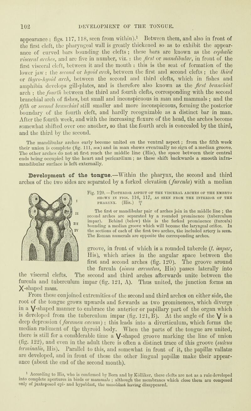 appearance ; figs. 117,118, seen from within).1 Between them, and also in front of the first cleft, the pharyngeal wall is greatly thickened so as to exhibit the appear¬ ance of curved bars bounding the clefts ; these bars are known as the cephalic visceral arches, and are five in number, viz. : the first or mandibular, in front of the first visceral cleft, between it and the mouth : this is the seat of formation of the lower jaw ; the second or hyoid arch, between the first and second clefts ; the third or thyro-hyoid arch, between the second and third clefts, which in fishes and amphibia develops gill-plates, and is therefore also known as the first branchial arch ; tlis fourth between the third and fourth clefts, corresponding with the second branchial arch of fishes, but small and inconspicuous in man and mammals ; and the fifth or second branchial still smaller and more inconspicuous, forming the posterior boundary of the fourth cleft, and hardly recognizable as a distinct bar in man. After the fourth week, and with the increasing flexure of the head, the arches become somewhat shifted over one another, so that the fourth arch is concealed by the third, and the third by the second. The mandibular arches early become united on the ventral aspect; from the fifth week their union is complete (fig. Ill, inn) and in man shows eventually no sign of a median groove. The other arches do not at first reach the middle line (His), the space between their central ends being occupied by the heart and pericardium ; as these shift backwards a smooth infra- mandibular surface is left externally. development of the tongue.—Within the pharynx, the second and third arches of the two sides are separated by a forked elevation (furcula) with a median Fig. 120.—Posterior aspect of the visceral arches of the embryo SHOWN IN FIGS. 116, 117, AS SEEN FROM THE INTERIOR OF THE PHARYNX. (His.) ® The first or mandibular pair of arches join in the middle line ; the second arches are separated by a rounded prominence (tuberculum impar). Behind (below) this is the forked prominence (furcula) bounding a median groove which will become the laryngeal orifice. In the sections of each of the first two arches, the included artery is seen. The Homan numerals are opposite the corresponding arches. groove, in front of which is a rounded tubercle (t. impar, His), which arises in the angular space between the first and second arches (fig. 120). The groove around the furcula (sinus arcuatus, His) passes laterally into the visceral clefts. The second and third arches afterwards unite between the furcula and tuberculum impar (fig. 121, A). Thus united, the junction forms an X-shaped mass. From these conjoined extremities of the second and third arches on either side, the root of the tongue grows upwards and forwards as two prominences, which diverge in a V_shaped manner to embrace the anterior or papillary part of the organ which is developed from the tuberculum impar (fig. 121, B). At the angle of the V 1S a deep depression (foramen caecum); this leads into a diverticulum, which forms the median rudiment of t^e thyroid body. When the parts of the tongue are united, there is still for a considerable time a V-shaped groove marking the line of union (fig. 122), and even in the adult there is often a distinct trace of this groove {sulcus terminalis, His). Parallel to this, and somewhat in front of it, the papillae vallatae are developed, and in front of these the other lingual papillae make their appear¬ ance (about the end of the second month). 1 According to His, wlio is confirmed by Born and by Kolliker, these clefts are not as a rule developed into complete apertures in birds or mammals ; although the membranes which close them are composed only of juxtaposed epi- and hypoblast, the mesoblast having disappeared.