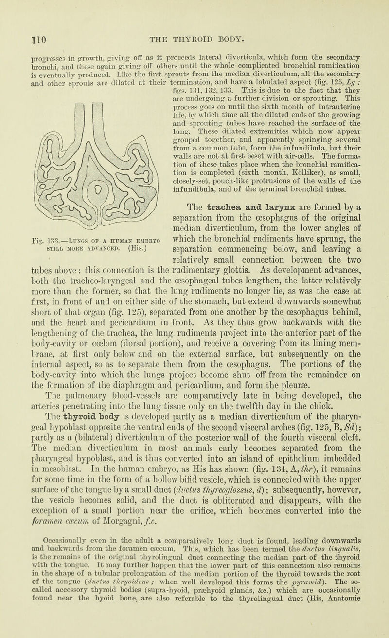 progresses in growth, giving off as it proceeds lateral diverticula, which form the secondary- bronchi. and these again giving off others until the whole complicated bronchial ramification is eventually produced. Like the first sprouts from the median diverticulum, all the secondary and other sprouts are dilated at their termination, and have a lobulated aspect (fig. 125, Lg ; figs. 131, 132, 133. This is due to the fact that they are undergoing a further division or sprouting. This process goes on until the sixth month of intrauterine life, by which time all the dilated ends of the growing and sprouting tubes have reached the surface of the lung. These dilated extremities which now appear grouped together, and apparently springing several from a common tube, form the infundibula, but their walls are not at first beset with air-cells. The forma¬ tion of these takes place when the bronchial ramifica¬ tion is completed (sixth month, Kolliker), as small, closely-set, pouch-like protrusions of the walls of the infundibula, and of the terminal bronchial tubes. The trachea and larynx are formed by a separation from the oesophagus of the original median diverticulum, from the lower angles of which the bronchial rudiments have sprung, the separation commencing below, and leaving a relatively small connection between the two tubes above : this connection is the rudimentary glottis. As development advances, both the tracheo-laryngeal and the oesophageal tubes lengthen, the latter relatively more than the former, so that the lung rudiments no longer lie, as was the case at first, in front of and on either side of the stomach, but extend downwards somewhat short of that organ (fig. 125), separated from one another by the oesophagus behind, and the heart and pericardium in front. As they thus grow backwards with the lengthening of the trachea, the lung rudiments project into the anterior part of the body-cavity or coelom (dorsal portion), and receive a covering from its lining mem¬ brane, at first only below and on the external surface, but subsequently on the internal aspect, so as to separate them from the oesophagus. The portions of the body-cavity into which the lungs project become shut off from the remainder on the formation of the diaphragm and pericardium, and form the pleurae. The pulmonary blood-vessels are comparatively late in being developed, the arteries penetrating into the lung tissue only on the twelfth day in the chick. The thyroid body is developed partly as a median diverticulum of the pharyn¬ geal hypoblast opposite the ventral ends of the second visceral arches (fig. 125, B, Sd); partly as a (bilateral) diverticulum of the posterior wall of the fourth visceral cleft. The median diverticulum in most animals early becomes separated from the pharyngeal hypoblast, and is thus converted into an island of epithelium imbedded in mesoblast. In the human embryo, as His has shown (fig. 134, A, thr), it remains for some time in the form of a hollow bifid vesicle, which is connected with the upper surface of the tongue by a small duct (ductus thyreoglossus, d); subsequently, however, the vesicle becomes solid, and the duct is obliterated and disappears, with the exception of a small portion near the orifice, which becomes converted into the foramen ccecum of Morgagni, f.c. Fig. 133.—Lungs of a human embryo STILL MORE ADVANCED. (His.) Occasionally even in the adult a comparatively long- duct is found, leading downwards and backwards from the foramen caecum. This, which has been termed the ductus litigualis, is the remains of the original thyrolingual duct connecting the median part of the thyroid with the tongue. It may further happen that the lower part of this connection also remains in the shape of a tubular prolongation of the median portion of the thyroid towards the root of the tongue (ductus tliryoideus ; when well developed this forms the pyramid'). The so- called accessory thyroid bodies (supra-hyoid, prashyoid glands, &c.) which are occasionally found near the hyoid bone, are also referable to the thyrolingual duct (His, Anatomie