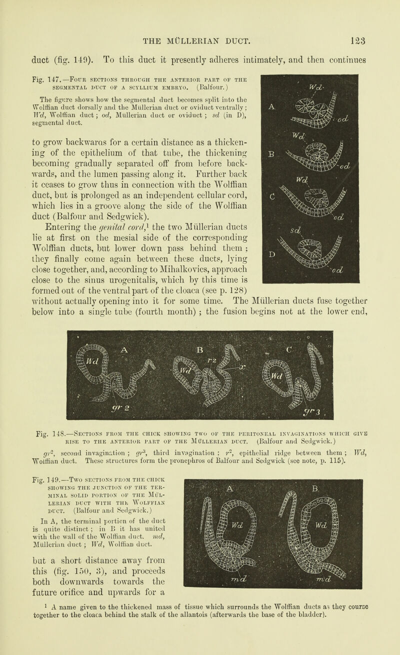 duct (fig. 149). To this duct it presently adheres intimately, and then continues Fig. 147.—Four sections through the anterior part of the SEGMENTAL DUCT OF A SCYLLIUM EMBRYO. (Balfour.) The figure shows how the segmental duct becomes split into the Wolffian duct dorsally and the Mullerian duct or oviduct ventrally; Wd, Wolffian duct; od, Mullerian duct or oviduct ; sd (in D), segmental duct. to grow backwards for a certain distance as a thicken¬ ing of the epithelium of that tube, the thickening becoming gradually separated off from before back¬ wards, and the lumen passing along it. Further back it ceases to grow thus in connection with the Wolffian duct, but is prolonged as an independent cellular cord, which lies in a groove along the side of the Wolffian duct (Balfour and Sedgwick). Entering the genital cord,1 the two Mullerian ducts lie at first on the mesial side of the corresponding Wolffian ducts, but lower down pass behind them ; they finally come again between these ducts, lying close together, and, according to Mihalkovics, approach close to the sinus urogenitalis, which by this time is formed out of the ventral part of the cloaca (see p. 128) without actually opening into it for some time. The Mullerian ducts fuse together below into a single tube (fourth month) ; the fusion begins not at the lower end, Fig. 148.—Sections from the chick showing two of the peritoneal invaginations which give RISE TO THE ANTERIOR PART OF THE MULLERIAN DUCT. (Balfour and Sedgwick.) gr2, second invagination ; gyA, third invagination ; r2, epithelial ridge between them ; Wd, Wolffian duct. These structures form the pronephros of Balfour and Sedgwick (see note, p. 115). Fig. 149.—Two sections from the chick SHOWING THE JUNCTION OF THE TER¬ MINAL SOLID PORTION OF THE M(JL- LERIAN DUCT WITH THE WOLFFIAN duct. (Balfour and Sedgwick.) In A, the terminal portion of the duct is quite distinct; in B it has united with the wall of the Wolffian duct, md, Mullerian duct; Wd, Wolffian duct. but a short distance away from this (fig. 150, 3), and proceeds both downwards towards the future orifice and upwards for a 1 A name given to the thickened mass of tissue which surrounds the Wolffian ducts as they course together to the cloaca behind the stalk of the allantois (afterwards the base of the bladder).