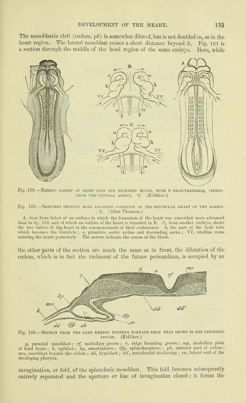 The mesoblastic cleft (coelom, ph) is somewhat dilated,but is not doubled in, as in the heart region. The lateral mesoblast ceases a short distance beyond it. Fig. 161 is a section through the middle of the head region of the same embryo. Here, while Fig.-158.—Embryo rabbit op eight days and eighteen hours, with 9 protovertebr.®, viewed FROM THE VENTRAL ASPECT. (Kolliker. ) Fig. 159.—Sketches showing more advanced condition of the bitubular heart of the rabbit. (Allen Thomson.) A, view from below of an embryo in wliich the formation of the heart was somewhat more advanced than in fig. 158, and of which an outline of the heart is repeated in B. C, from another embryo, shows the two halves of the heart in the commencement of their coalescence. A, the part of the bent tube which becomes the ventricle ; a, primitive aortic arches and descending aortas ; VV, vitelline veins entering the heart posteriorly The arrows indicate the course, of the blood. the other parts of the section are much the same as in front, the dilatation of the coelom, which is in fact the rudiment of the future pericardium, is occupied by an Fig. 160.—Section from the sAme embryo further forward than that shown in the preceding figure. (Kolliker.) p, paraxial mesoblast; rf, medullary groove ; r, ridge bounding groove ; mp, medullary plate of hind brain ; h, epiblast; hp, somatopleure; dfp, splanchnopleure ; ph, anterior part of coelom ; mes, mesoblast beyond the coelom ; dd, hypoblast; dd' y notochordal thickening ; sw, lateral wall of the developing pharynx. invagination, or fold, of the splanchnic mesoblast. This fold becomes subsequently entirely separated and the-aperture or line, of invagination closed; it forms the