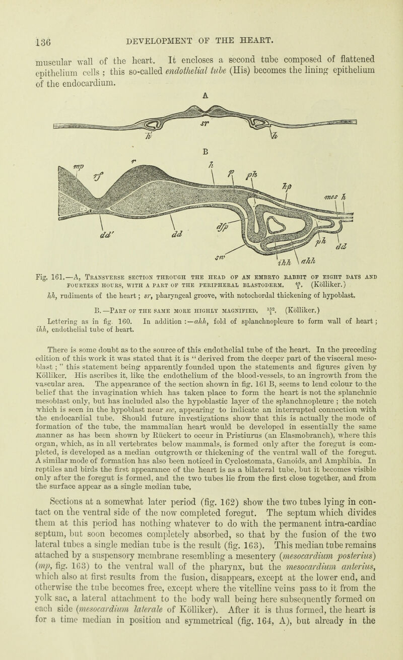 muscular wall of the heart. It encloses a second tube composed of flattened enithelium cells ; this so-called endothelial tube (His) becomes the lining epithelium of the endocardium. A Fig. 161.—A, Transverse section through the head of an embryo rabbit of eight days and FOURTEEN HOURS, WITH A PART OF THE PERIPHERAL BLASTODERM. \s. (Kolliker.) 1th, rudiments of the heart; sr, pharyngeal groove, with notochordal thickening of hypoblast. B. —Part of the same more highly magnified. 1f2. (Kolliker.) Lettering as in fig. 160. In addition :—ahh, fold of splanchnopleure to form wall of heart; ihk, endothelial tube of heart. There is some doubt as to the source of this endothelial tube of the heart. In the preceding edition of this work it was stated that it is “ derived from the deeper part of the visceral meso- blast ; ” this statement being apparently founded upon the statements and figures given by Kolliker. His ascribes it, like the endothelium of the blood-vessels, to an ingrowth from the vascular area. The appearance of the section shown in fig. 161 B, seems to lend colour to the belief that the invagination which has taken place to form the heart is not the splanchnic mesoblast only, but has included also the hypoblastic layer of the splanchnopleure ; the notch which is seen in the hypoblast near sw, appearing to indicate an interrupted connection with the endocardial tube. Should future investigations show that this is actually the mode of formation of the tube, the mammalian heart would be developed in essentially the same manner as has been shown by Ruckert to occur in Pristiurus (an Elasmobranch), where this organ, which, as in all vertebrates below mammals, is formed only after the foregut is com¬ pleted, is developed as a median outgrowth or thickening of the ventral wall of the foregut. A similar mode of formation has also been noticed in Cyclostomata, Ganoids, and Amphibia. In reptiles and birds the first appearance of the heart is as a bilateral tube, but it becomes visible only after the foregut is formed, and the two tubes lie from the first close together, and from the surface appear as a single median tube. Sections at a somewhat later period (fig. 162) show the two tubes lying in con¬ tact on the ventral side of the now completed foregut. The septum which divides them at this period has nothing whatever to do with the permanent intra-cardiac septum, but soon becomes completely absorbed, so that by the fusion of the two lateral tubes a single median tube is the result (fig. 163). This median tube remains attached by a suspensory membrane resembling a mesentery (mesocardium posterius) (mp, fig. 163) to the ventral wall of the pharynx, but the mesocardium anterius, which also at first results from the fusion, disappears, except at the lower end, and otherwise the tube becomes free, except where the vitelline veins pass to it from the yolk sac, a lateral attachment to the body wall being here subsequently formed on each side (mesocardium later ale of Kolliker). After it is thus formed, the heart is for a time median in position and symmetrical (fig. 164, A), but already in the