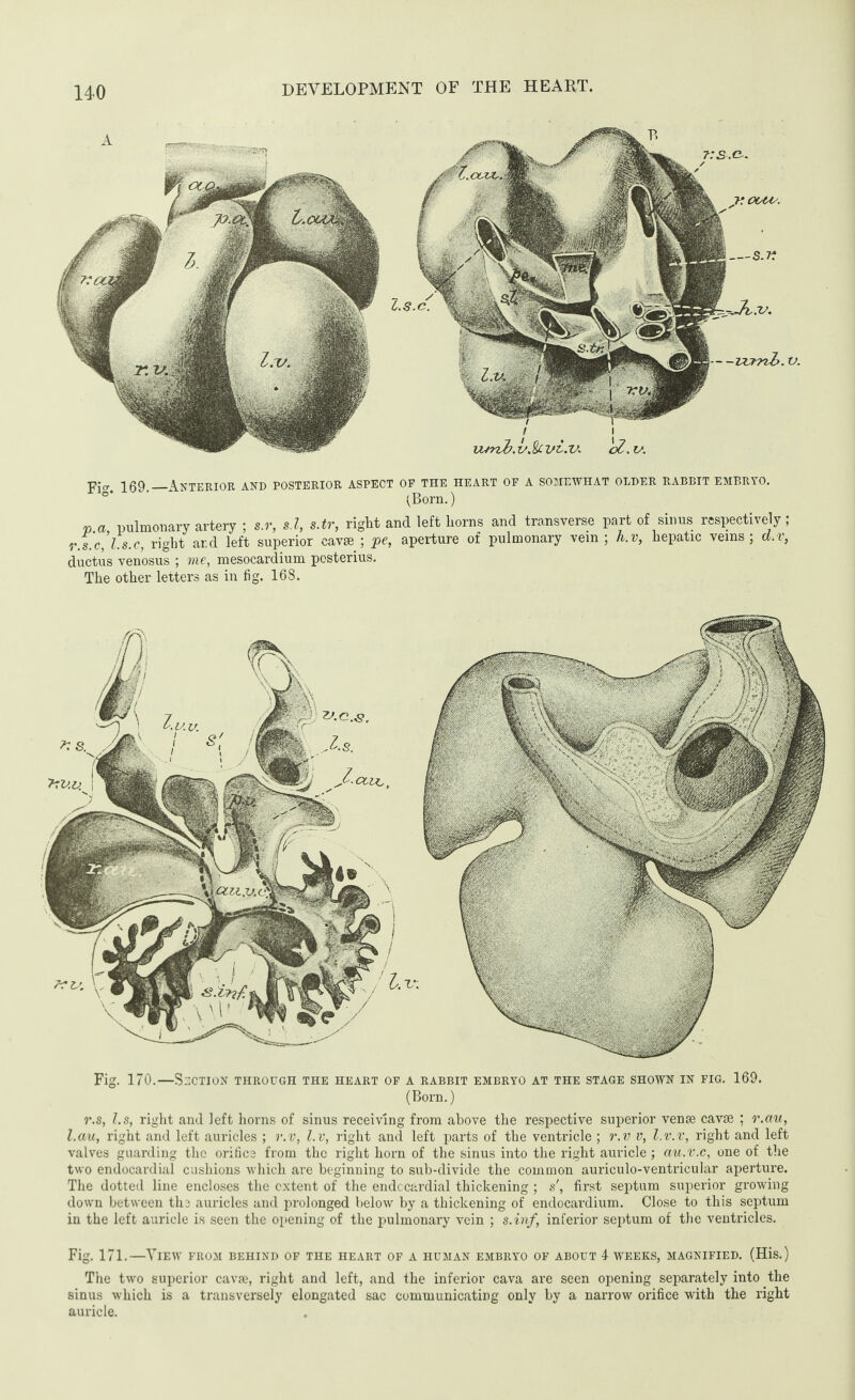 ■$[«' 169.—Anterior and posterior aspect op the heart of a somewhat older rabbit embryo. (Born.) V a pulmonary artery ; s.r, s.l, s.tr, rigtit and left liorns and transverse part of sinus respectively ; r.s.c,’l.s.c, right ar.d left superior cavae ; pe, aperture of pulmonary vein ; h.v, hepatic veins; d.v, ductus venosus ; me, mesocardium posterius. The other letters as in fig. 168. Fig. 170.—Section through the heart of a rabbit embryo at the stage shown in fig. 169. (Born.) r.s, l.s, right and left horns of sinus receiving from above the respective superior venae cavae ; r.ctu, l.au, right and left auricles ; r.v, l.v, right and left parts of the ventricle ; r.v v, l.v.v, right and left valves guarding the orifice from the right horn of the sinus into the right auricle ; au.v.c, one of the two endocardial cushions which are beginning to sub-divide the common auriculo-ventricular aperture. The dotted line encloses the extent of the endocardial thickening ; s', first septum superior growing down between the auricles and prolonged below by a thickening of endocardium. Close to this septum in the left auricle is seen the opening of the pulmonary vein ; s.inf, inferior septum of the ventricles. Fig. 171.—View from behind of the heart of a human embryo of about 4 weeks, magnified. (His.) The two superior cavae, right and left, and the inferior cava are seen opening separately into the sinus which is a transversely elongated sac communicating only by a narrow orifice with the right auricle.