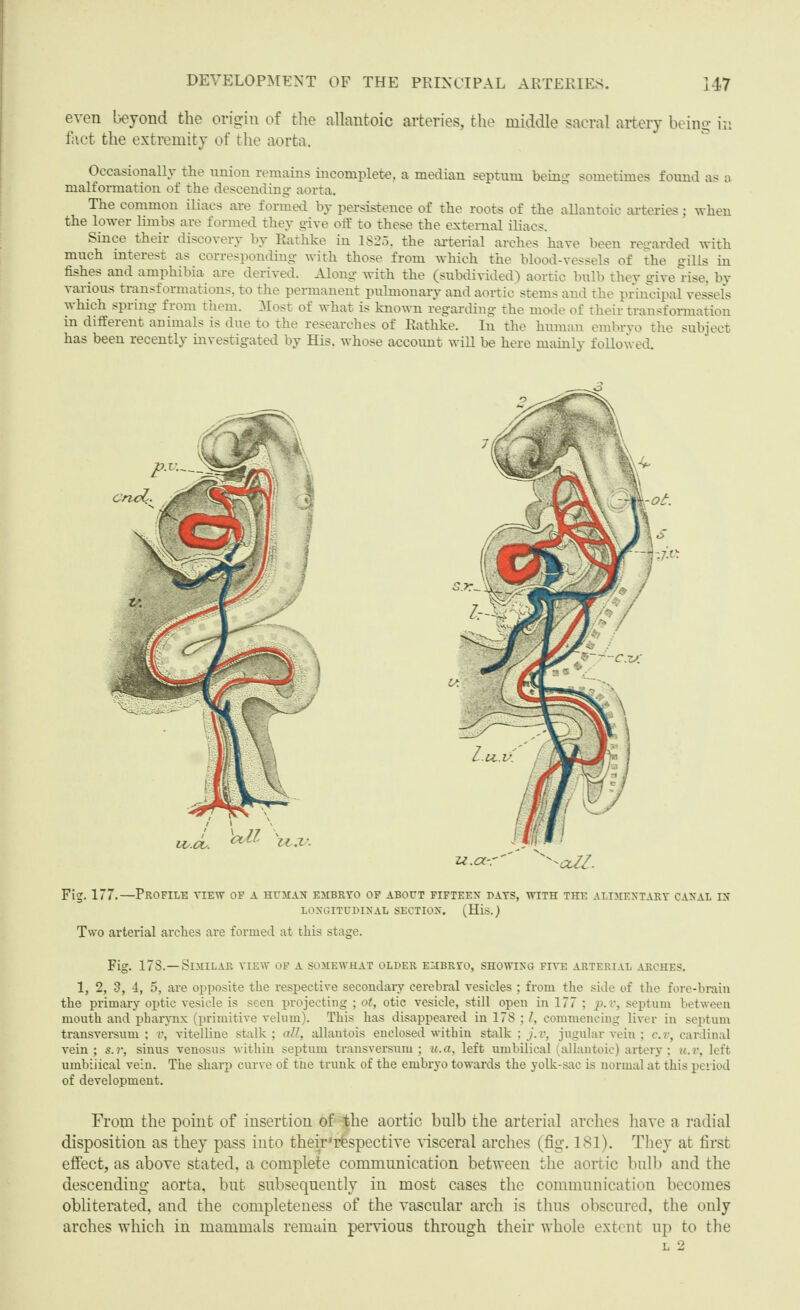 even beyond the origin of the allantoic arteries, the middle sacral artery being in fact the extremity of the aorta. Occasionally the union remains incomplete, a median septum being sometimes found as a malformation of the descending- aorta. The common iliacs are formed by persistence of the roots of the allantoic arteries; -when the lower limbs are formed they give off to these the external iliacs. Since their discovery by Rathke in 1825, the arterial arches have been regarded with much interest as corresponding with those from which the blood-vessels of the gills in fishes and amphibia are derived. Along with the (subdivided) aortic bulb they give rise, by various transformations, to the permanent pulmonary and aortic stems and the principal vessels which spring from them. Most of what is known regarding the mode of their transformation in different animals is due to the researches of Rathke. In the human embrvo the subject has been recently investigated by His, whose account will be here mainly followed. Fig. 177.—Profile view of a human embryo of about fifteen days, with the alimentary canal in LONGITUDINAL SECTION. (His.) Two arterial arches are formed at this stage. Fig. 178.—Similar view of a somewhat older embryo, showing five arterial arches. 1, 2, 3, 4, 5, are opposite the respective secondaiy cerebral vesicles ; from the side of the fore-brain the primary optic vesicle is seen projecting ; ot, otic vesicle, still open in 177 ; p.v, septum between mouth and pharynx (primitive velum). This has disappeared in 178 ; commencing liver in septum transversum : v, vitelline stalk ; all, allantois enclosed within stalk ; j.v, jugular vein ; c.v, cardinal vein ; s. r, sinus venosus within septum transversum ; u.a, left umbilical (allantoic) artery: u.v, left umbiiical vein. The sharp curve of the trunk of the embryo towards the yolk-sac is normal at this period of development. From the point of insertion of the aortic bulb the arterial arches have a radial disposition as they pass into their'rfspective visceral arches (fig. 181). They at first effect, as above stated, a complete communication between the aortic bulb and the descending aorta, but subsequently in most cases the communication becomes obliterated, and the completeness of the vascular arch is thus obscured, the only arches which in mammals remain pervious through their whole extent up to the