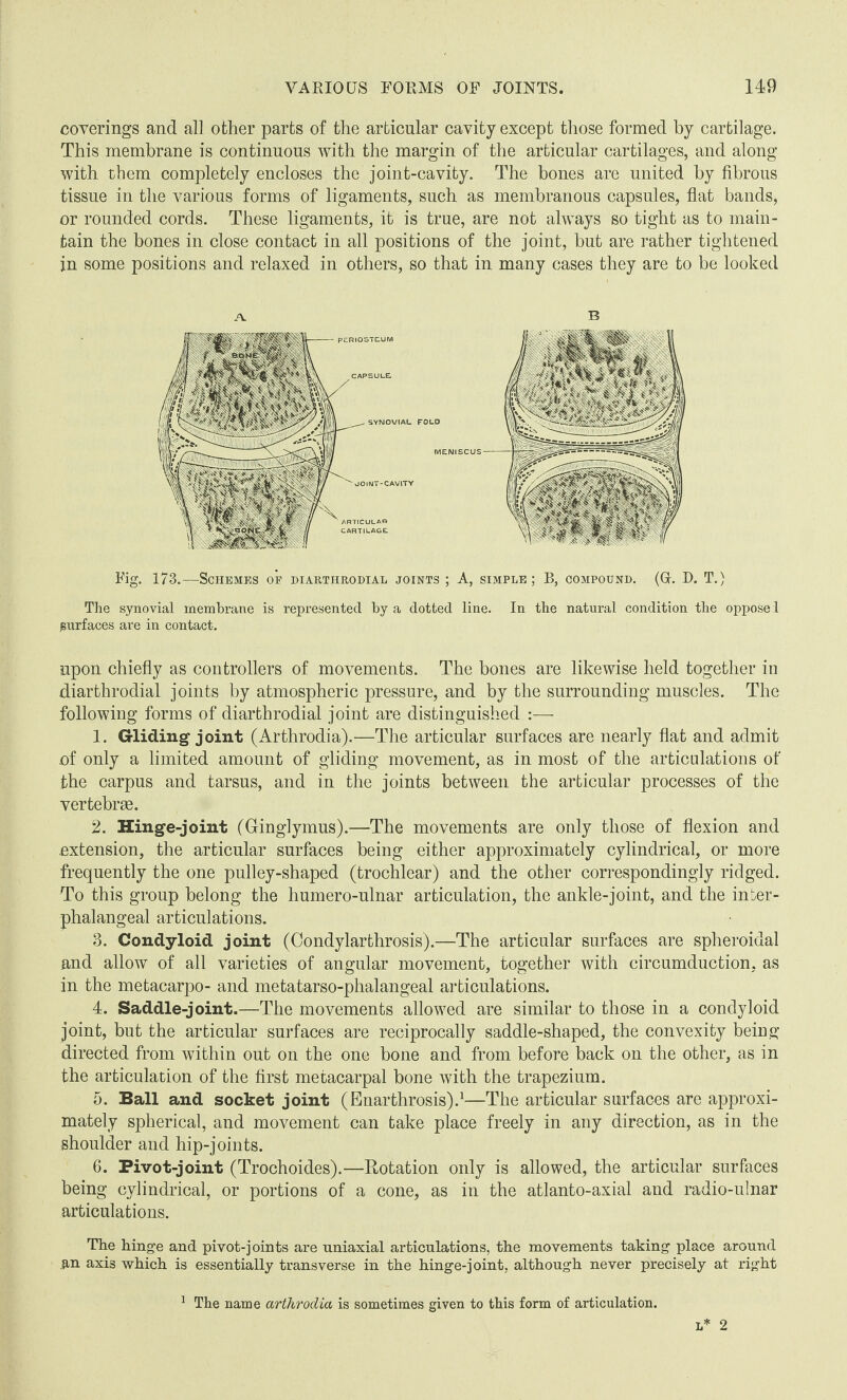 coverings and all other parts of the articular cavity except those formed by cartilage. This membrane is continuous with the margin of the articular cartilages, and along with them completely encloses the joint-cavity. The bones are united by fibrous tissue in the various forms of ligaments, such as membranous capsules, flat bands, or rounded cords. These ligaments, it is true, are not always so tight as to main¬ tain the bones in close contact in all positions of the joint, but are rather tightened in some positions and relaxed in others, so that in many cases they are to be looked Fig. 173.—Schemes of diarthrodial joints ; A, simple; B, compound. (Gr. D. T.) The synovial membrane is represented by a dotted line. In the natural condition the oppose 1 surfaces are in contact. upon chiefly as controllers of movements. The bones are likewise held together in diarthrodial joints by atmospheric pressure, and by the surrounding muscles. The following forms of diarthrodial joint are distinguished :— 1. Gliding joint (Arthrodia).—The articular surfaces are nearly flat and admit of only a limited amount of gliding movement, as in most of the articulations of the carpus and tarsus, and in the joints between the articular processes of the vertebrae. 2. Hinge-joint (Ginglymus).—The movements are only those of flexion and extension, the articular surfaces being either approximately cylindrical, or more frequently the one pulley-shaped (trochlear) and the other correspondingly ridged. To this group belong the humero-ulnar articulation, the ankle-joint, and the inber- phalangeal articulations. 3. Condyloid joint (Condylarthrosis).—The articular surfaces are spheroidal and allow of all varieties of angular movement, together with circumduction, as in the metacarpo- and metatarso-phalangeal articulations. 4. Saddle-joint.—The movements allowed are similar to those in a condyloid joint, but the articular surfaces are reciprocally saddle-shaped, the convexity being directed from within out on the one bone and from before back on the other, as in the articulation of the first metacarpal bone with the trapezium. 5. Ball and socket joint (Enarthrosis).1—The articular surfaces are approxi¬ mately spherical, and movement can take place freely in any direction, as in the shoulder and hip-joints. 6. Pivot-joint (Trochoides).—Rotation only is allowed, the articular surfaces being cylindrical, or portions of a cone, as in the atlanto-axial and radio-ulnar articulations. The hinge and pivot-joints are uniaxial articulations, the movements taking place around an axis which is essentially transverse in the hinge-joint, although never precisely at right 1 The name arthrodia is sometimes given to this form of articulation.