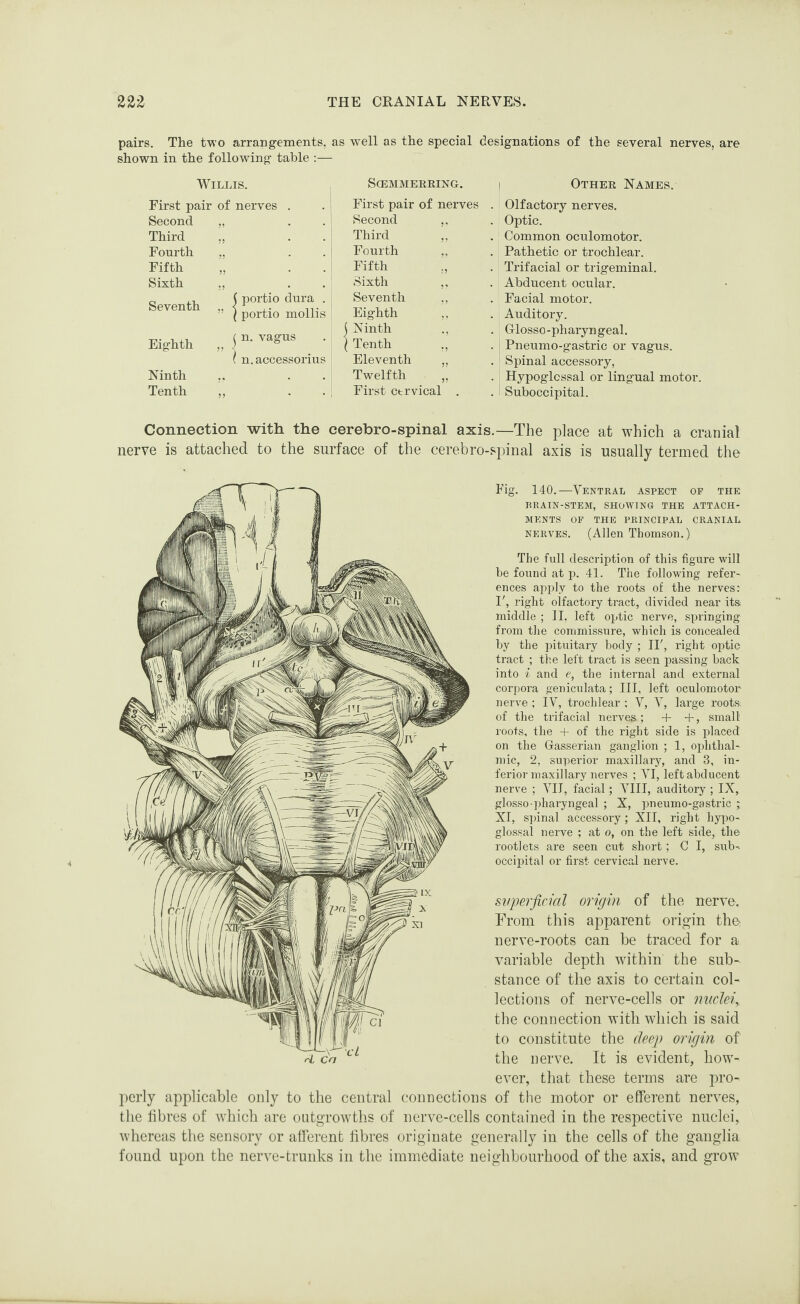 pairs. The two arrangements, as well as the special designations of the several nerves, are shown in the following table :— Willis. First pair of nerves Second „ Third Fourth „ Fifth Sixth Seventh Eighth Ninth Tenth ( portio dura \ portio mollis ^ n. vagus ( n.accessorius SCEMMERRING. First pair of nerves Second ,. Third Fourth ,. Fifth Sixth ,, Seventh ,, Eighth ,, Ninth Tenth ,, Eleventh ,, Twelfth First ctrvical . Other Names. Olfactory nerves. Optic. Common oculomotor. Pathetic or trochlear. Trifacial or trigeminal. Abducent ocular. Facial motor. Auditory. Grlosso-pharyngeal. Pneumo-gastric or vagus. Spinal accessory, Hypoglossal or lingual motor. Suboccipital. Connection with the cerebro-spinal axis.—The place at which a cranial nerve is attached to the surface of the cerebro-spinal axis is usually termed the Fig. 140.—Ventral aspect op the BRAIN-STEM, SHOWING THE ATTACH¬ MENTS OF THE PRINCIPAL CRANIAL nerves. (Allen Thomson.) The full description of this figure will be found at p. 41. The following refer¬ ences apply to the roots of the nerves: V, right olfactory tract, divided near its middle ; II, left optic nerve, springing from the commissure, which is concealed by the pituitary body ; II', right optic tract ; the left tract is seen passing back into i and e, the internal and external corpora geniculata; III, left oculomotor nerve ; IV, trochlear ; V, V, large roots, of the trifacial nerves ; + + , small roots, the + of the right side is placed on the Gasserian ganglion ; 1, ophthal¬ mic, 2, superior maxillary, and 3, in¬ ferior maxillary nerves ; VI, left abducent nerve ; VII, facial; VIII, auditory ; IX, glosso-pharyngeal ; X, pneumo-gastric j XI, spinal accessory; XII, right hypo¬ glossal nerve ; at o, on the left side, the rootlets are seen cut short; C I, sub- occipital or first cervical nerve. superficial origin of the nerve. From this apparent origin tho nerve-roots can be traced for a variable depth within the sub¬ stance of the axis to certain col¬ lections of nerve-cells or nuclei, the connection with which is said to constitute the deep origin of the nerve. It is evident, how¬ ever, that these terms are pro¬ perly applicable only to the central connections of the motor or efferent nerves, the fibres of which are outgrowths of nerve-cells contained in the respective nuclei, whereas the sensory or afferent fibres originate generally in the cells of the ganglia found upon the nerve-trunks in the immediate neighbourhood of the axis, and grow rl CO